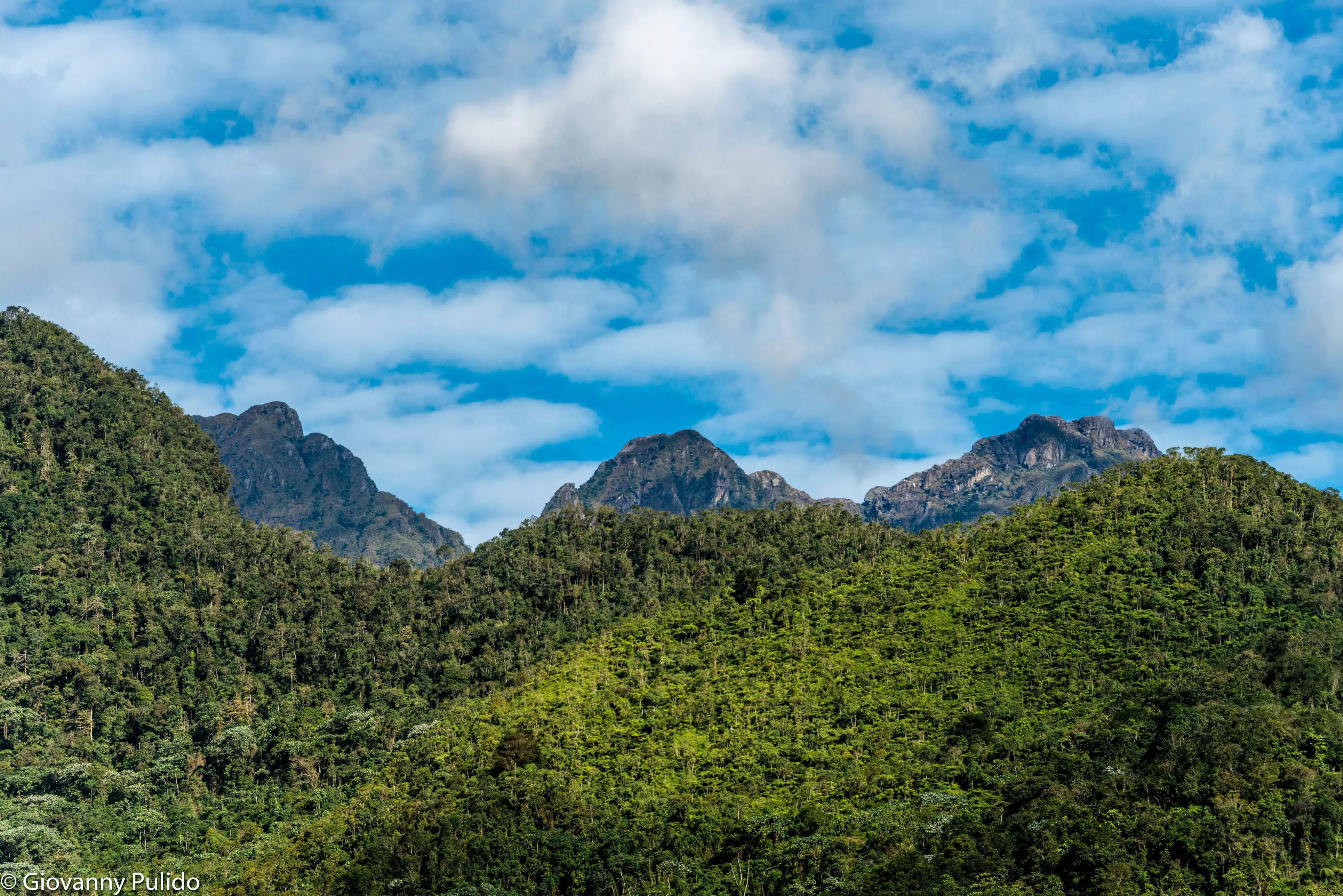 Cloud forests in Los Farallones, Colombia