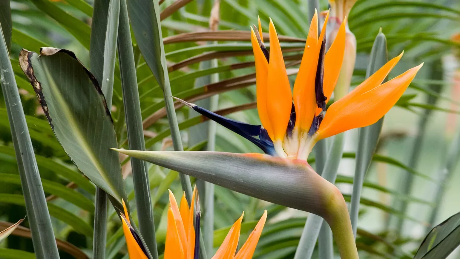Close up of colourful bird of paradise (Strelitzia reginae) flower