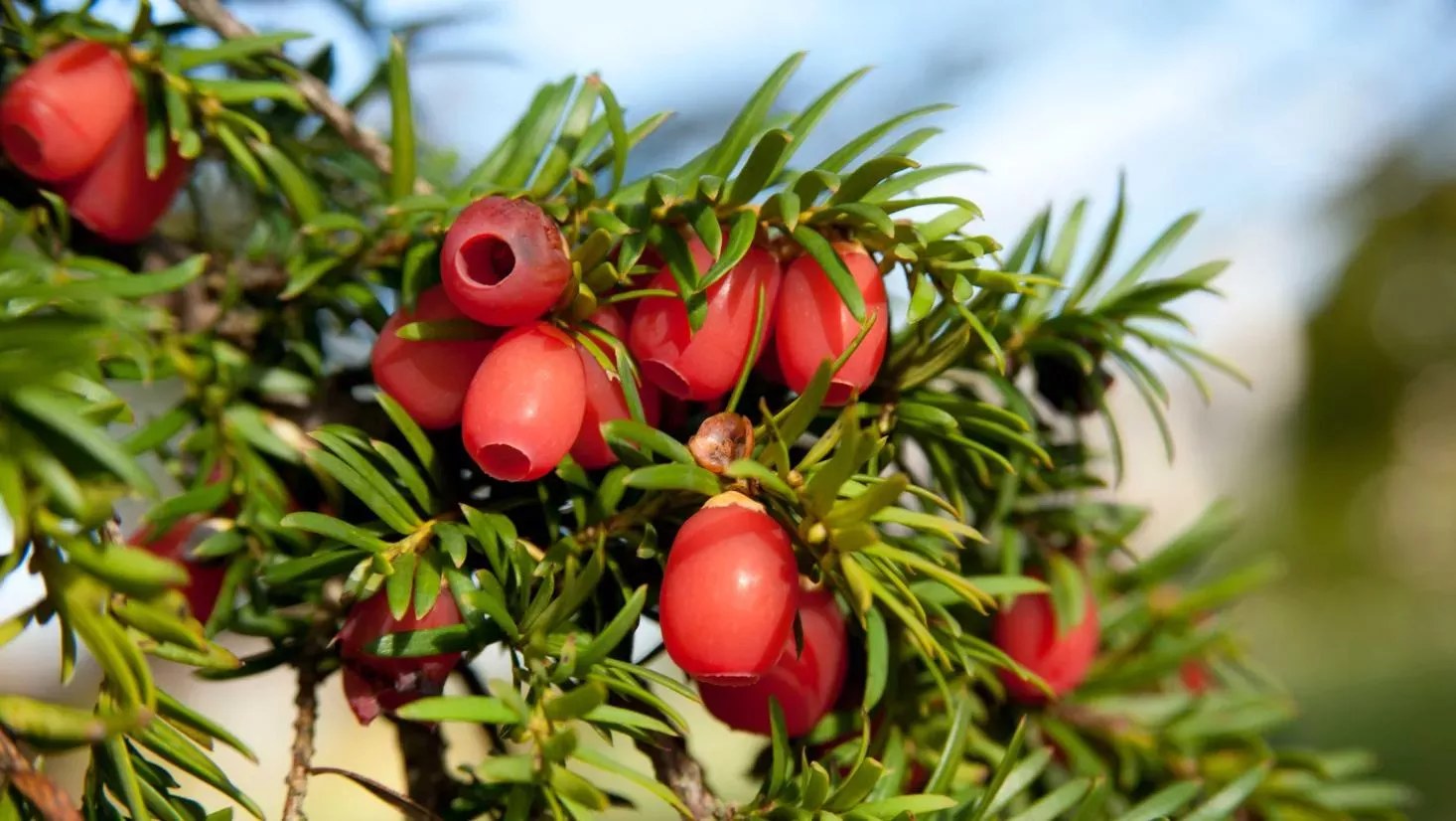 The red berries of a yew tree
