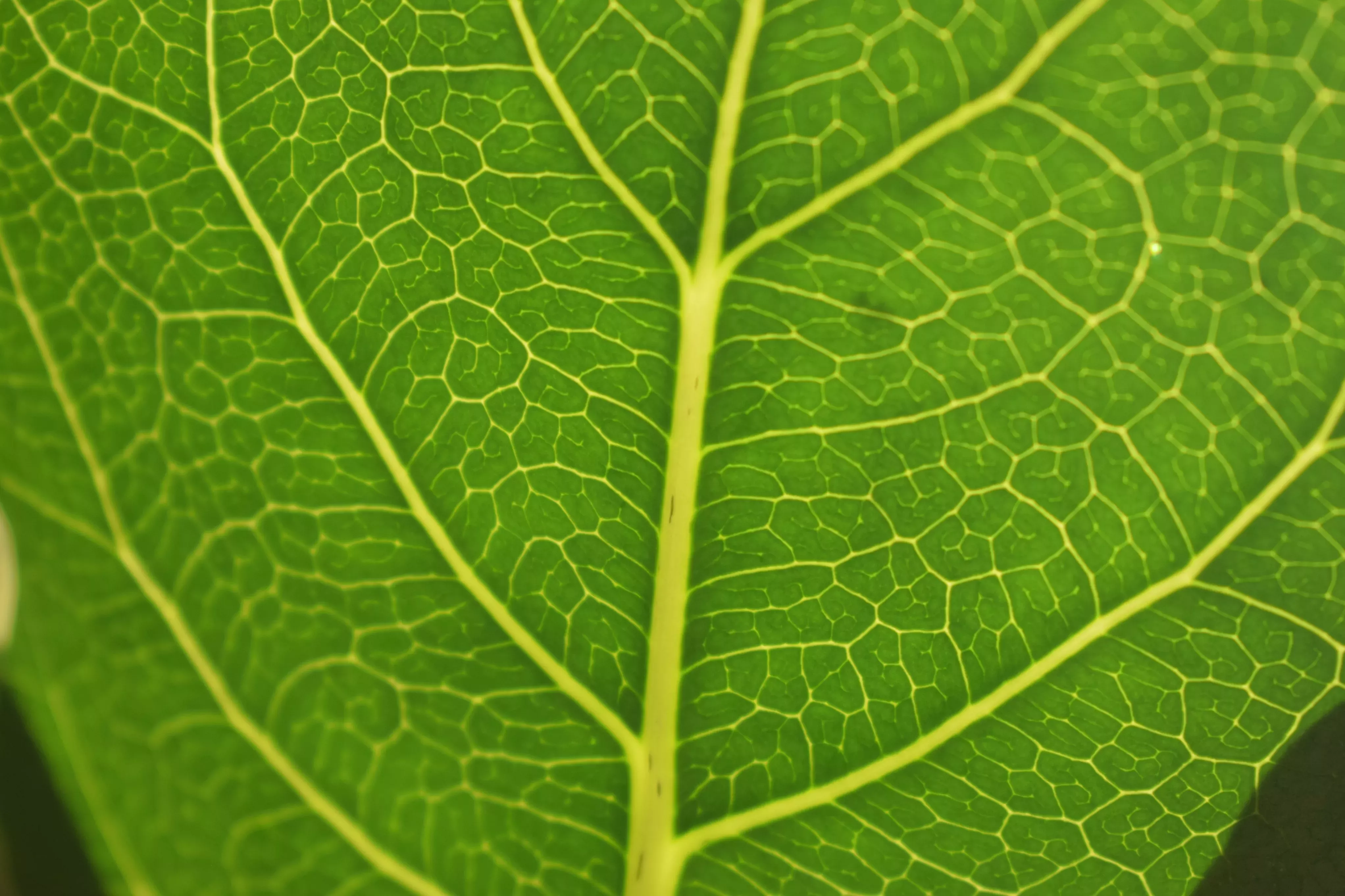 Closeup of a bright green veiny leaf 