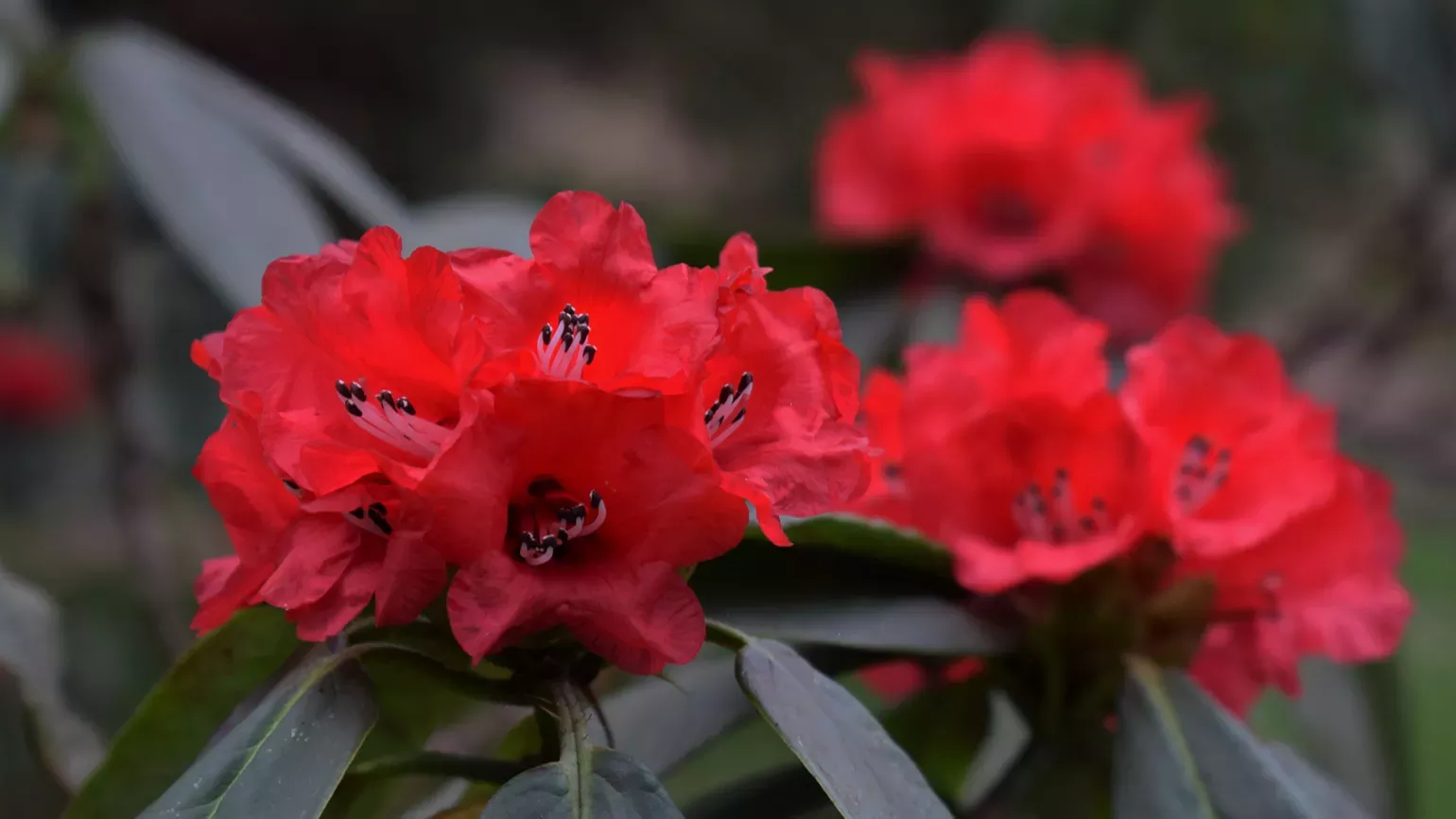 Rhododendrons in Westwood valley 