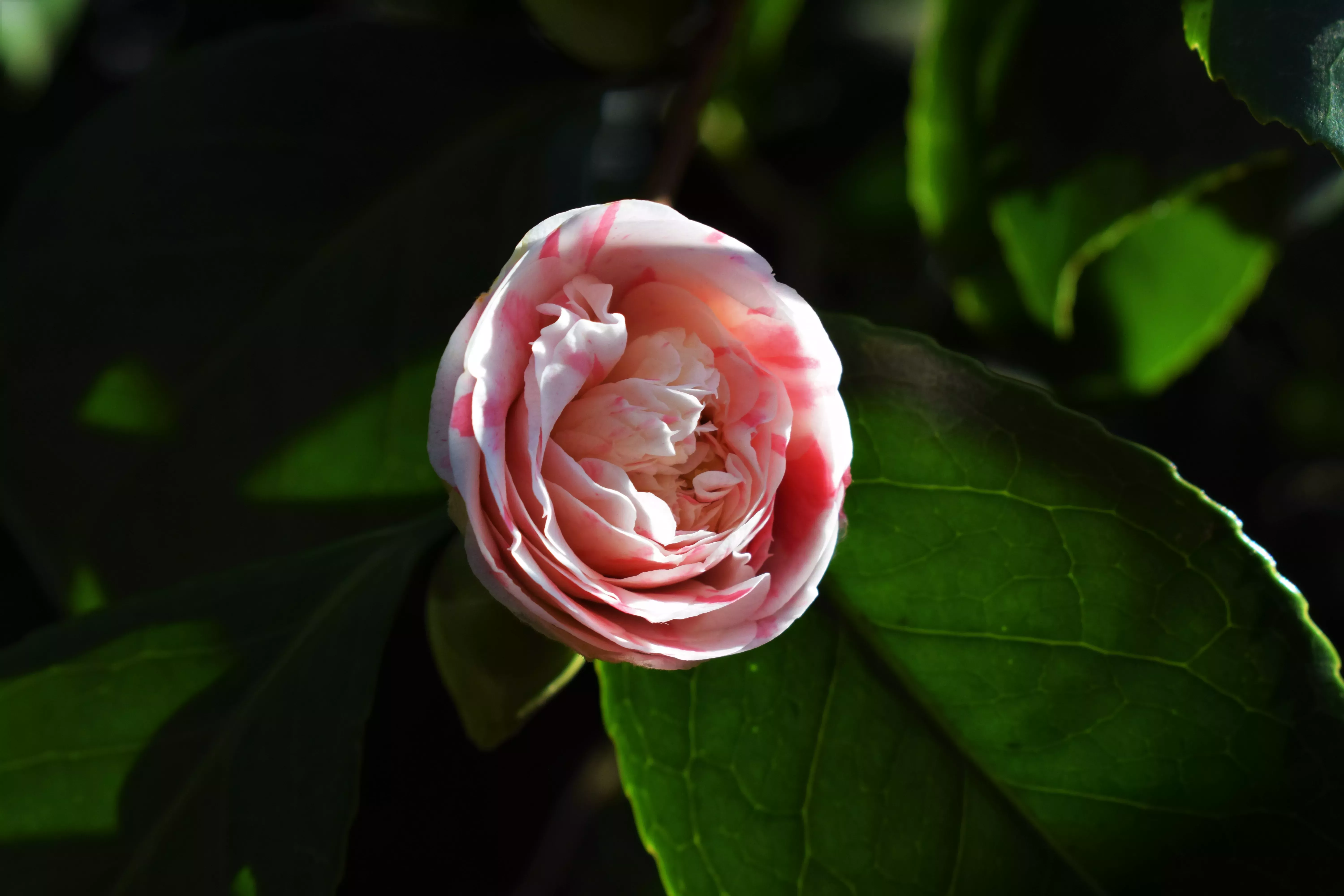 Camellia at Kew