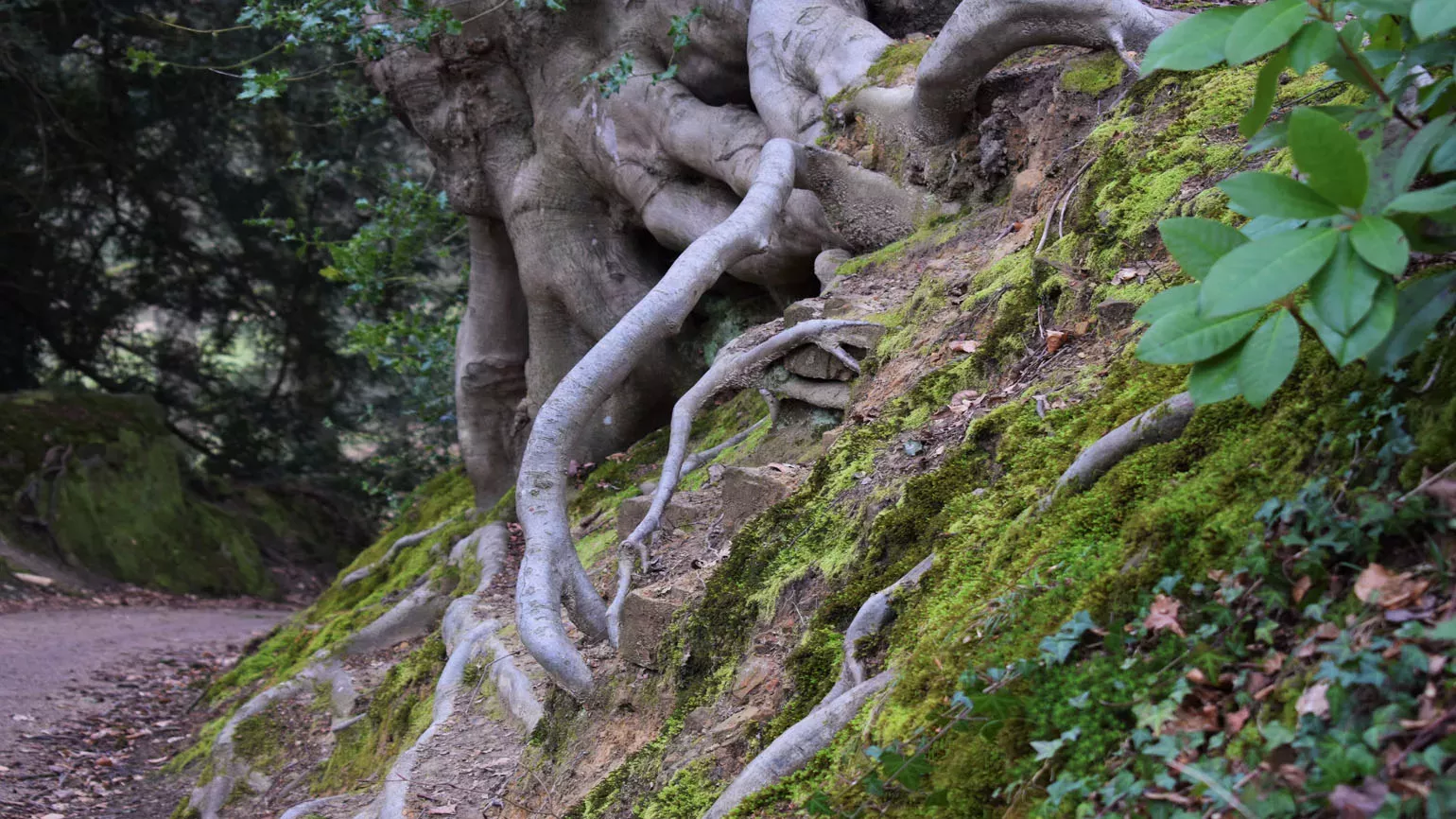 Tree roots, Rock Walk, Wakehurst