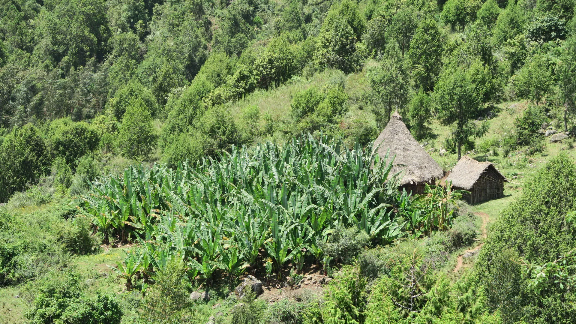 Plants growing in a neat pattern by huts on a hillside.
