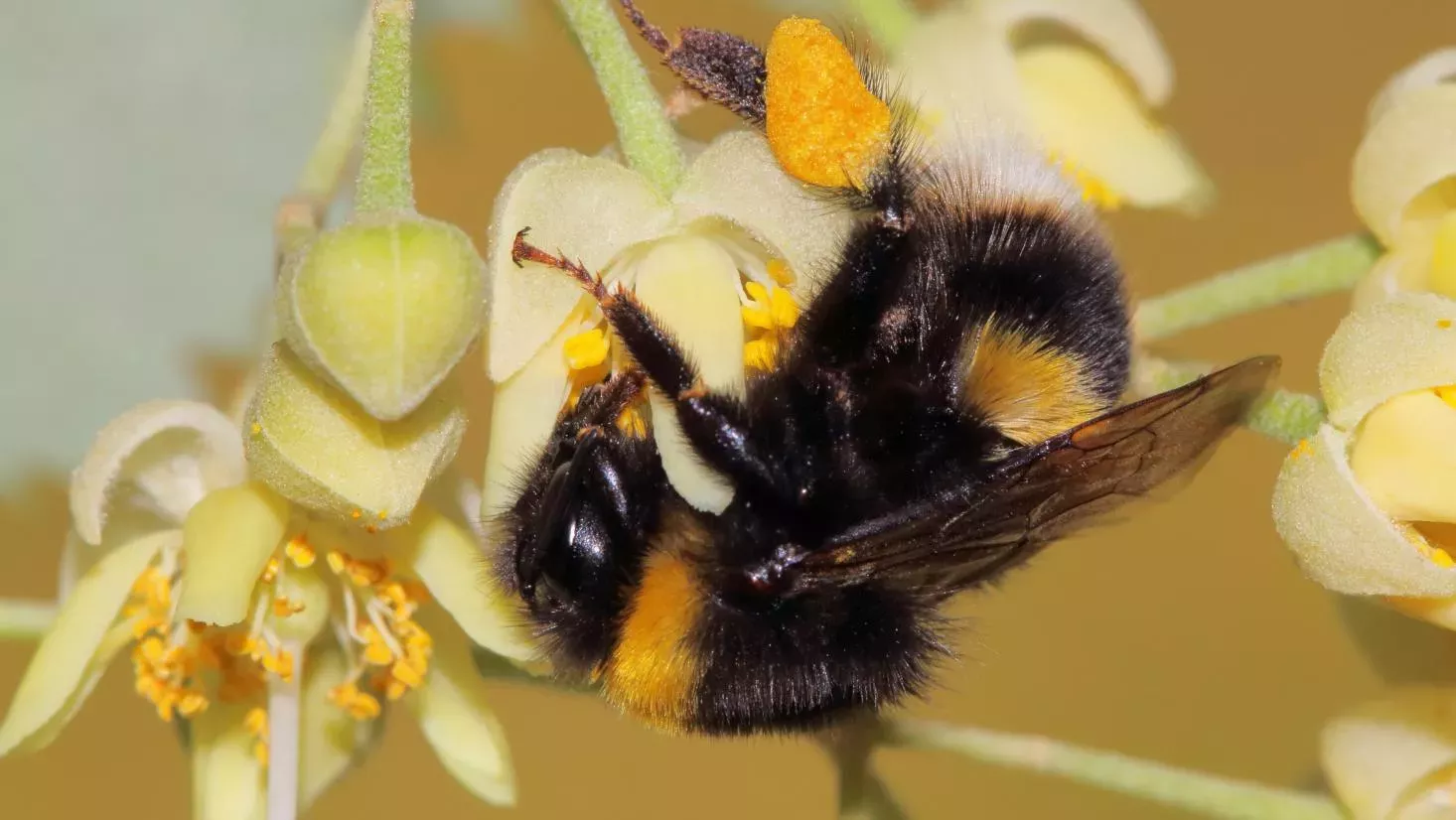 Close up of a buff-tailed bumblebee on a white lime flower