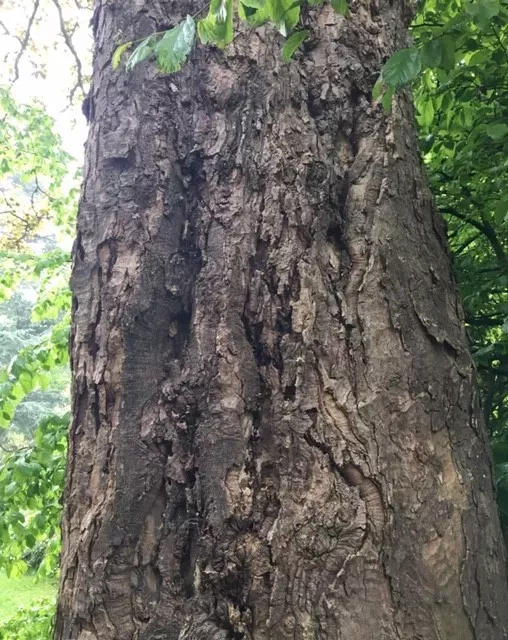 Tree bark with a canker