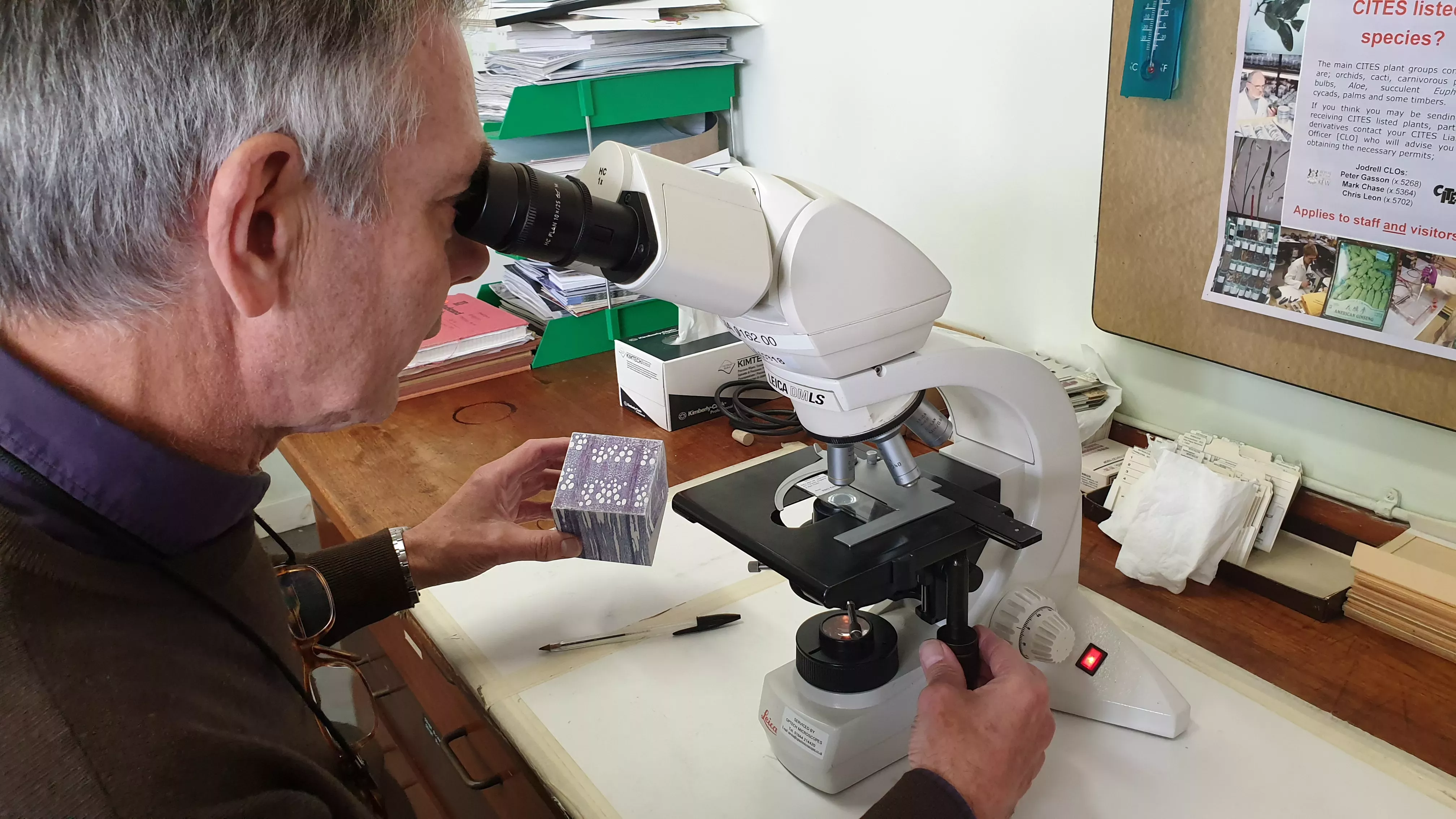 Dr Peter Gasson using microscope to analyse wood specimen