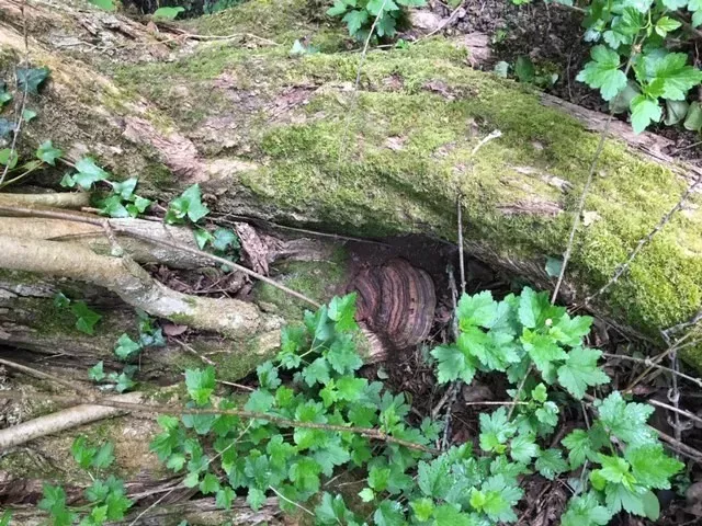 Ganoderma common bracket fungus hiding in a tree
