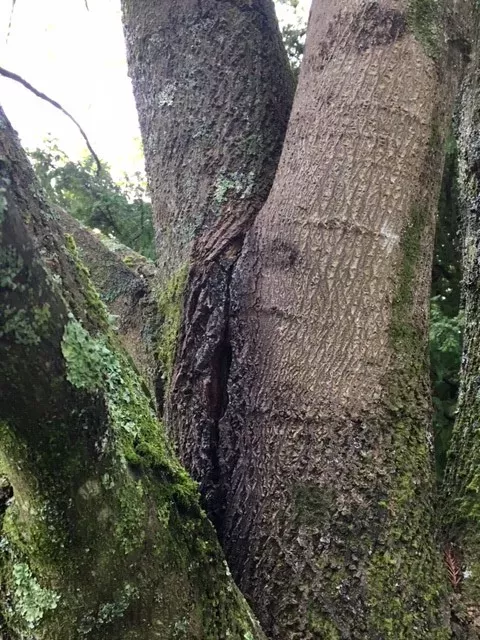A black stain from water in tree cavity