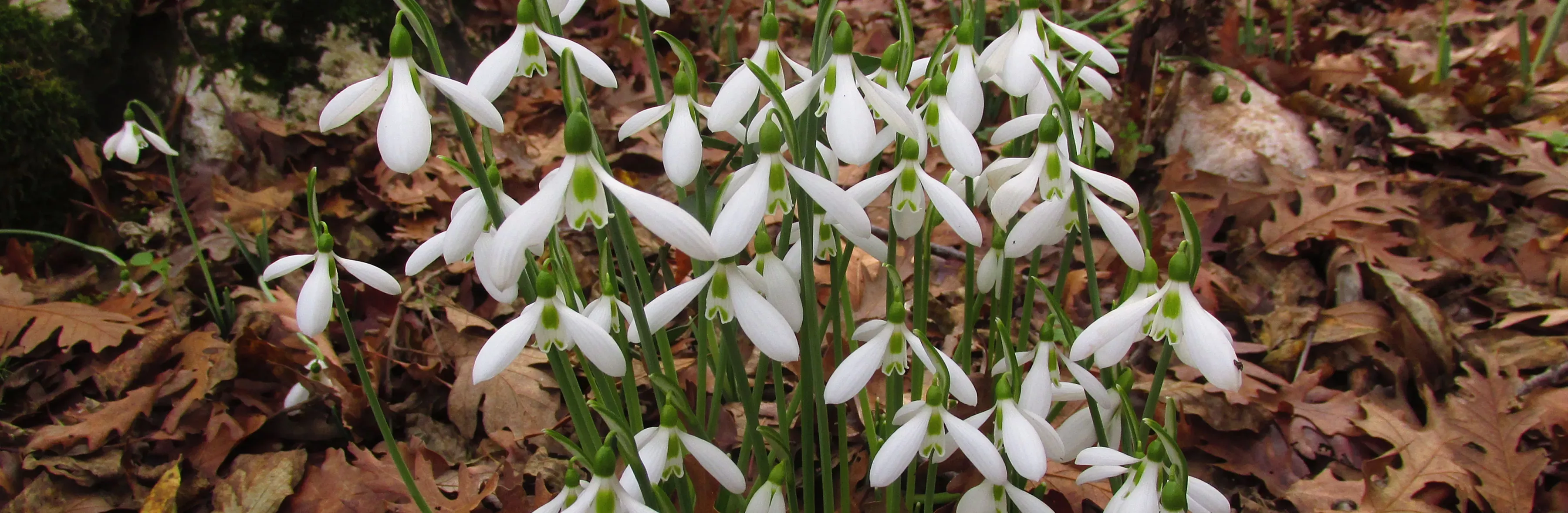 Close up of a cluster of new snowdrops