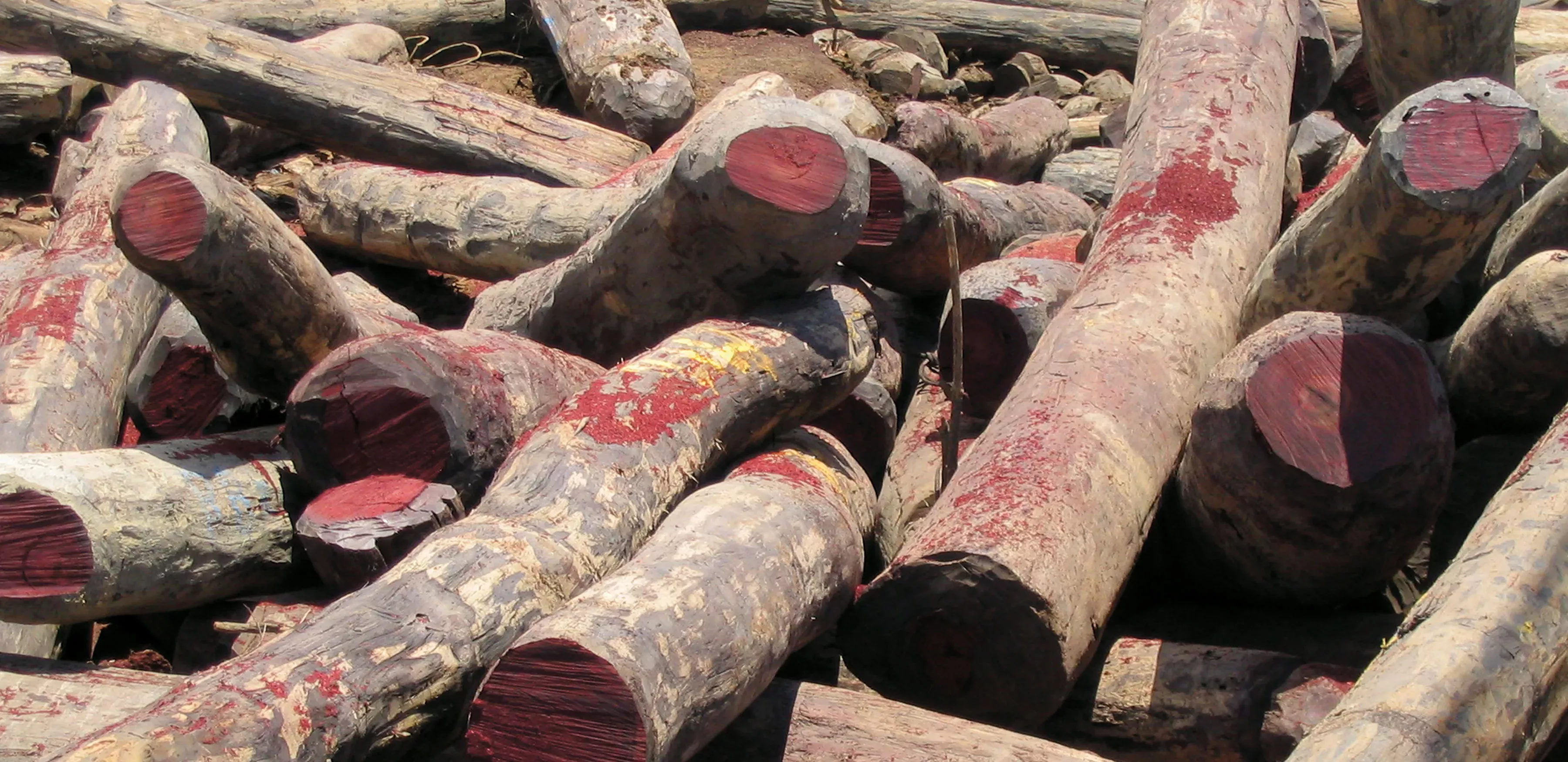 A pile of cut up red rosewood logs