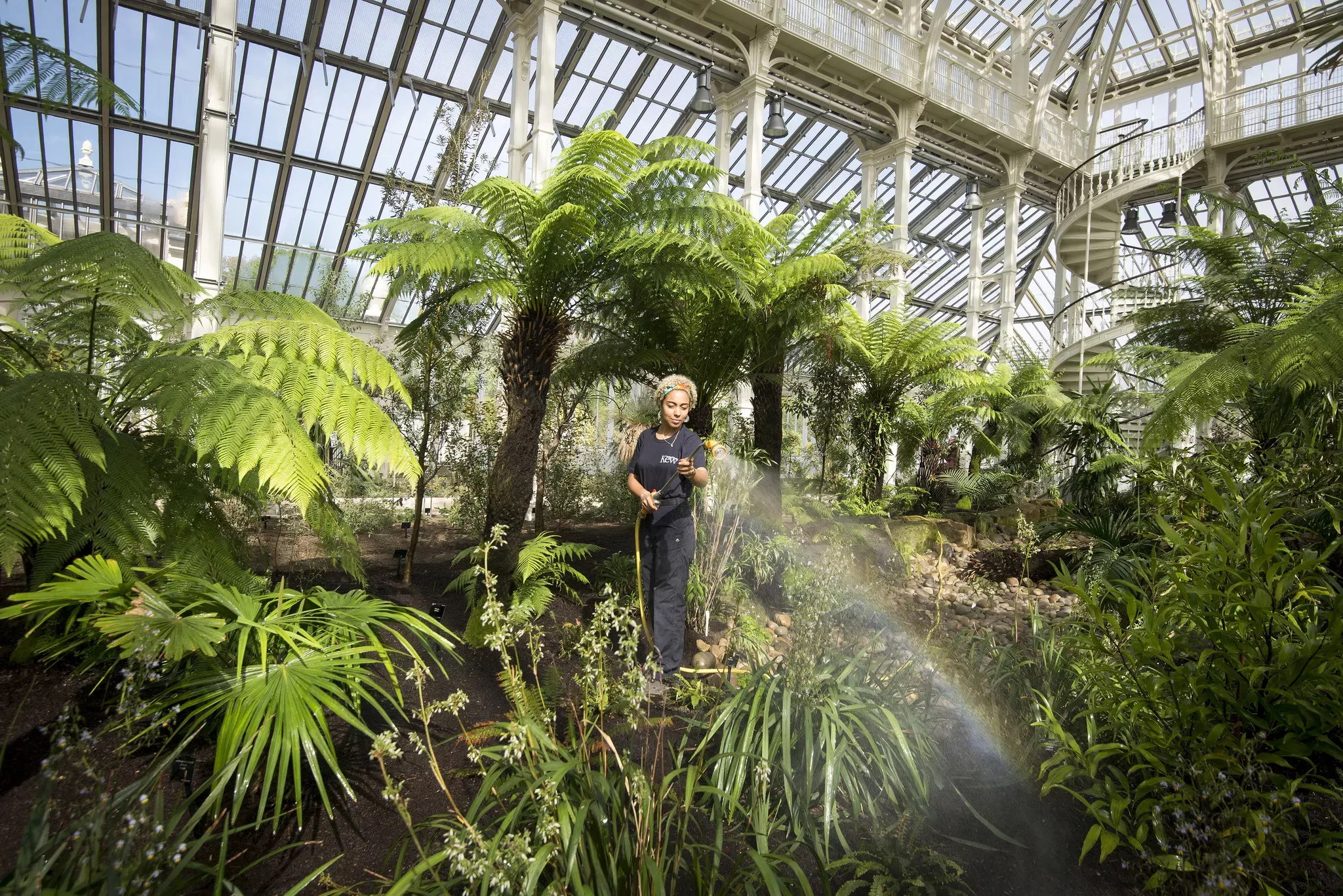 A member of the horticulture team watering plants in the Temperate House © RBG Kew/Jeff Eden