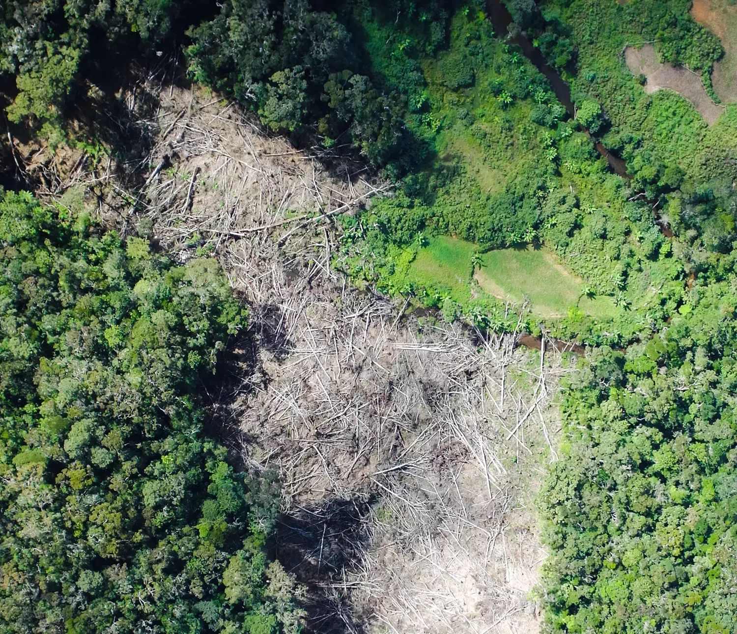 Forest image from above showing large patch of cleared area