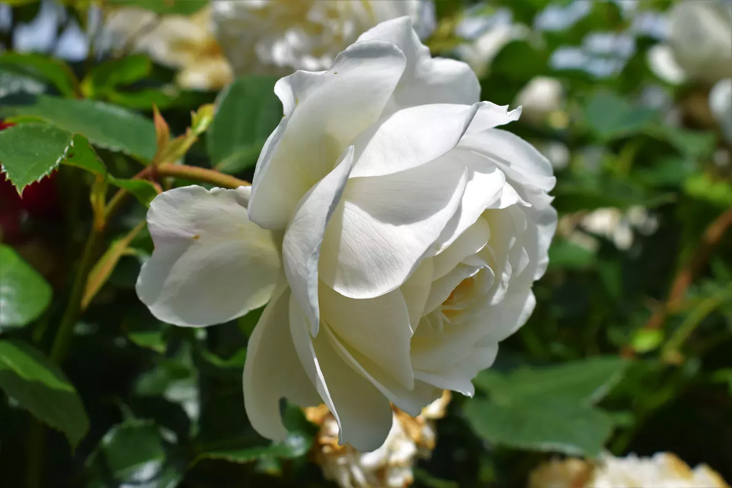 Rosa 'Tranquility', Rose Garden