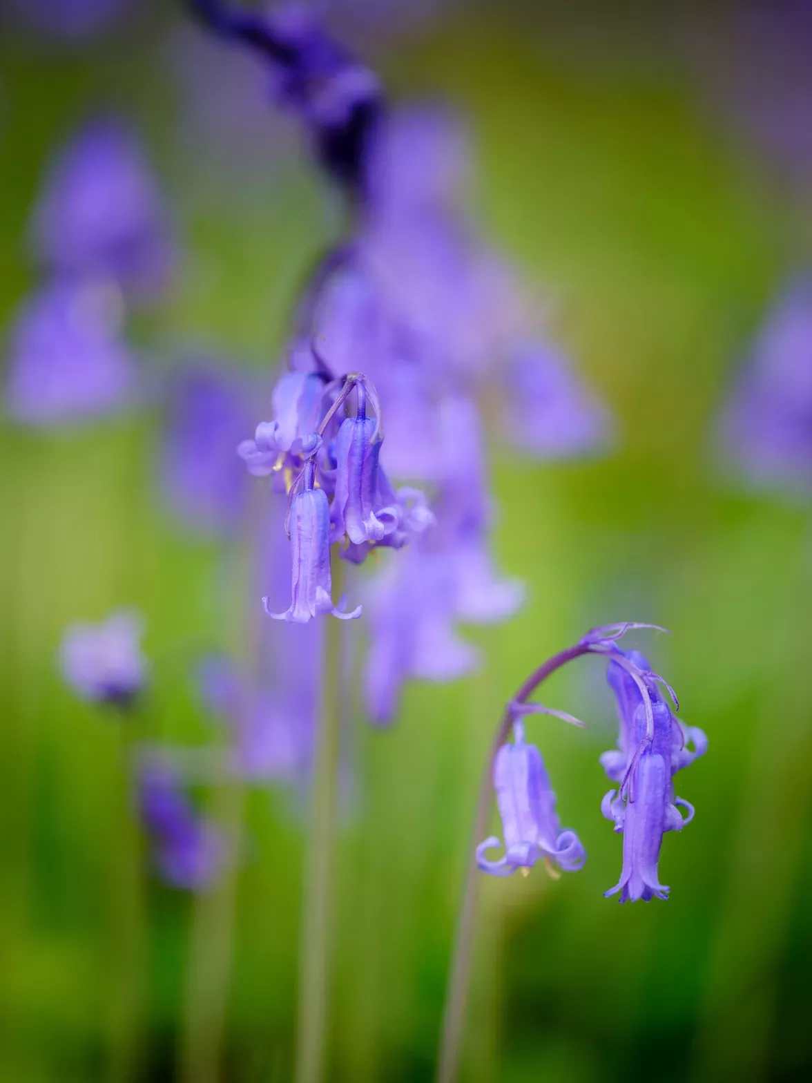 Bluebells at Wakehrst 