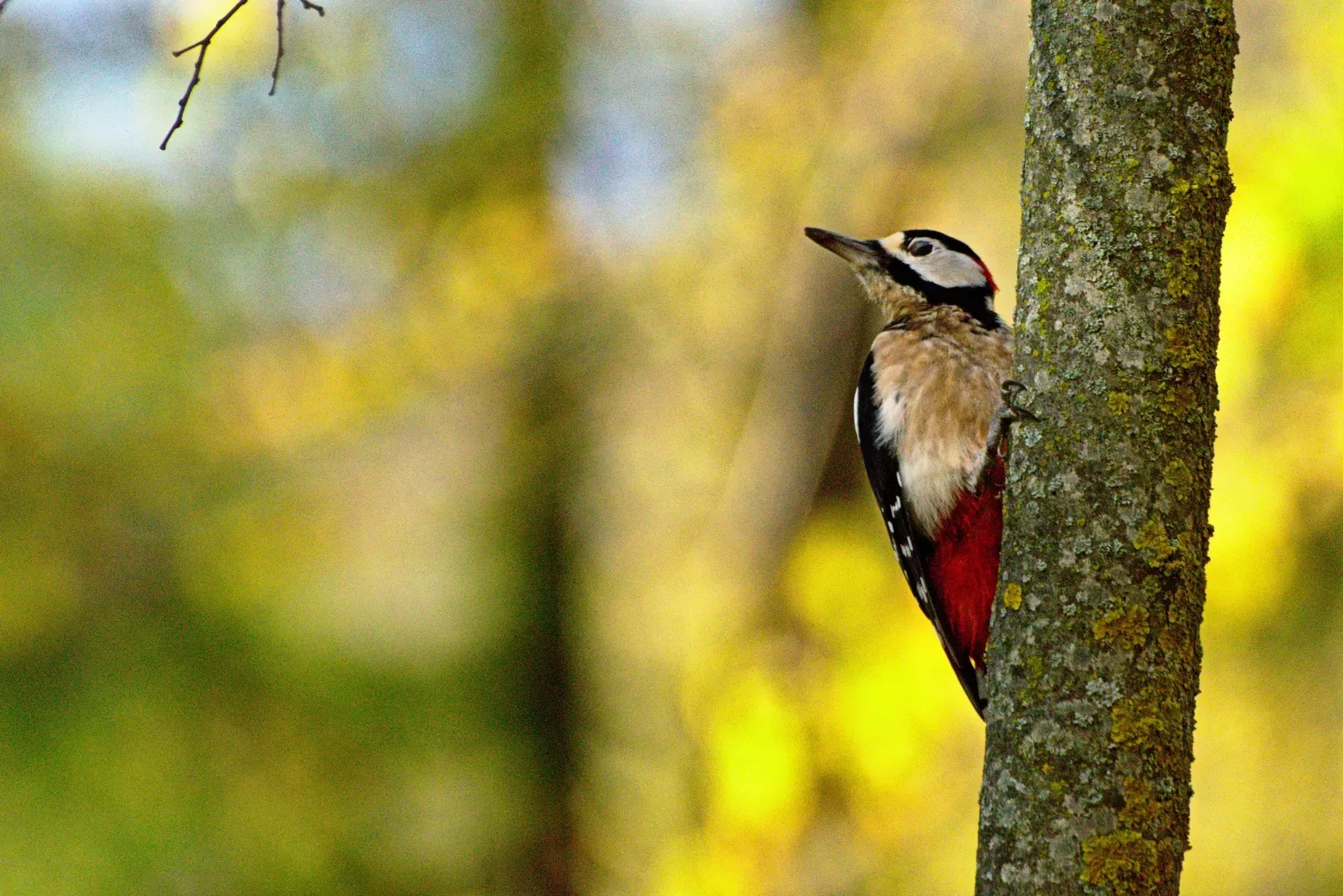 Great spotted woodpecker on a tree 