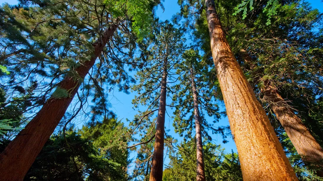 Trees in Redwood Grove 