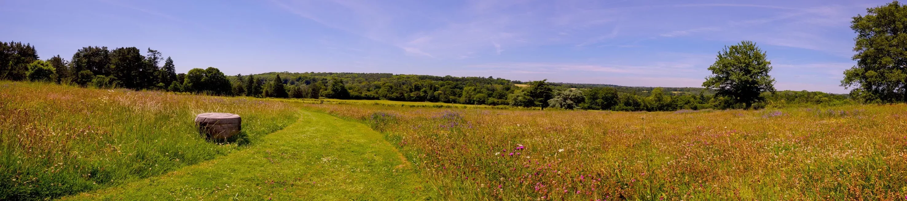 Coronation meadow 