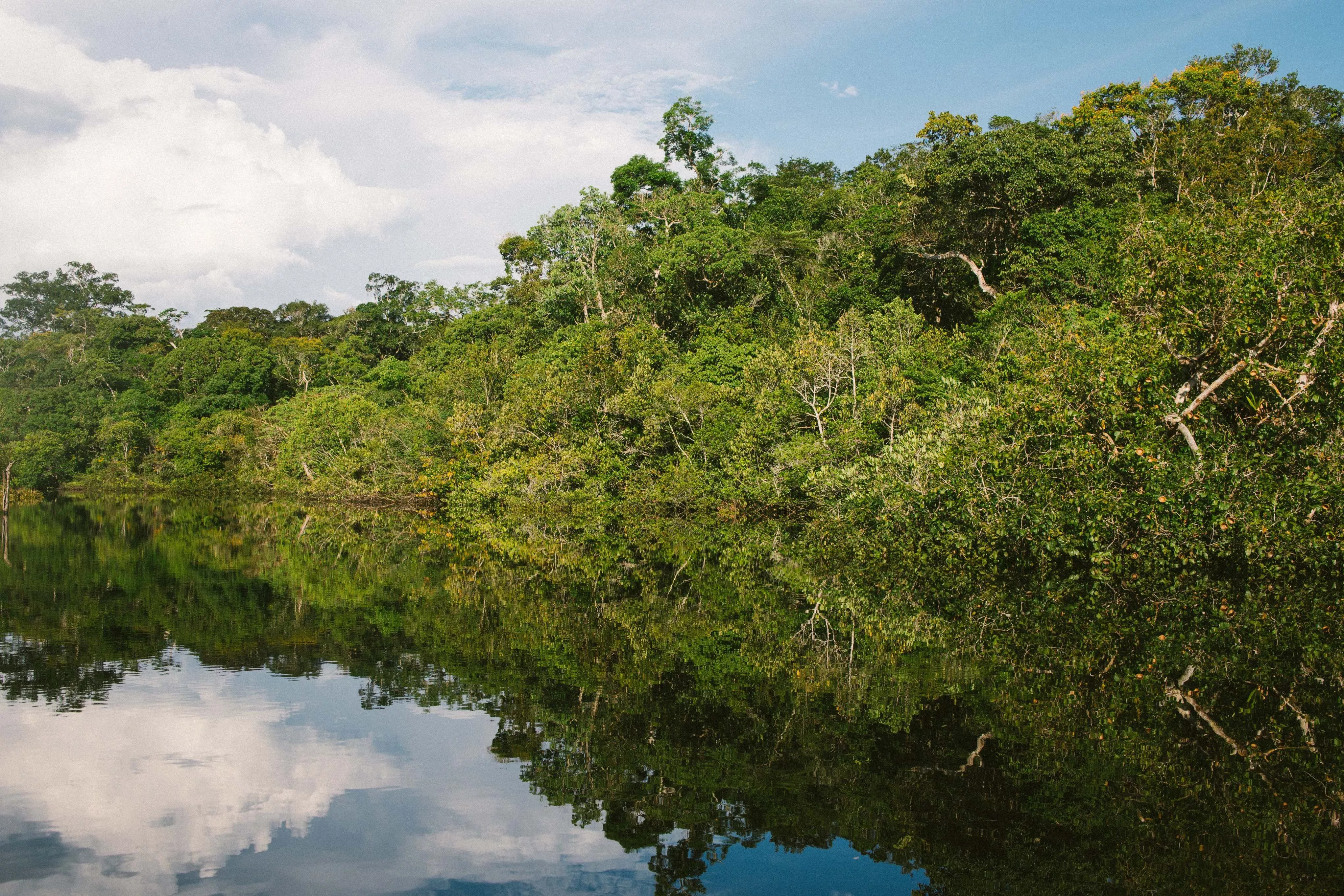 An Amazon rainforest river scene