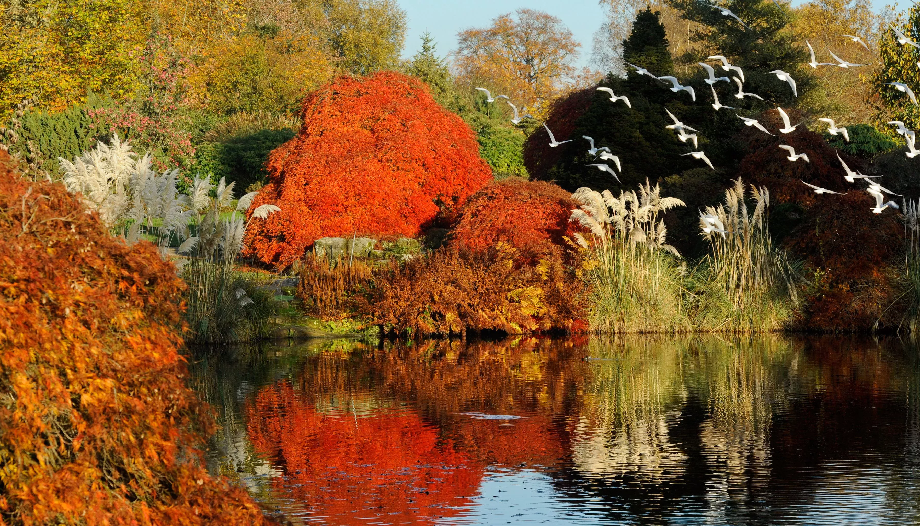 The colours of autumn are reflected in the lake as a flock of birds fly past