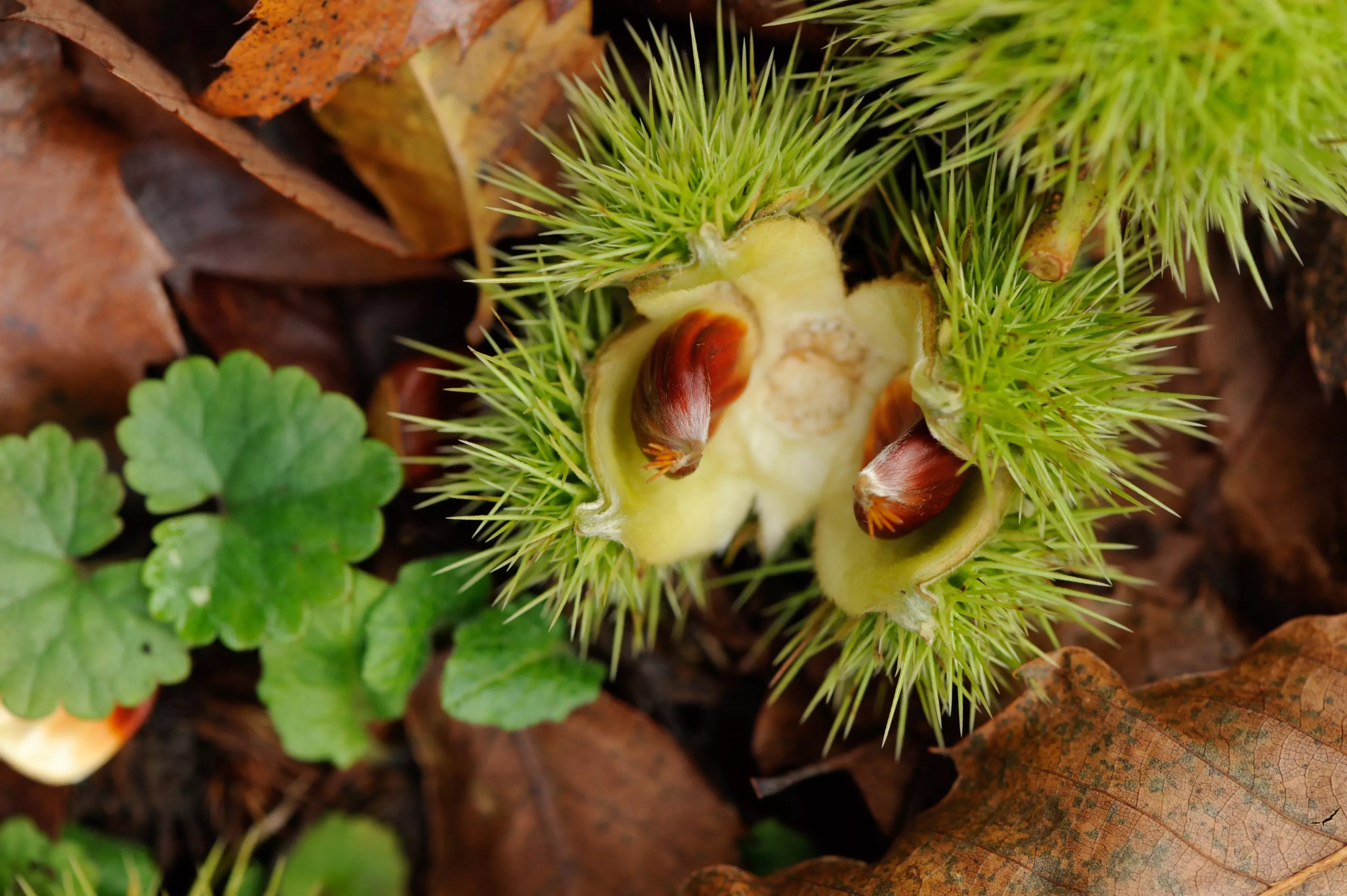A sweet chestnut bursting from its casing on the forest floor