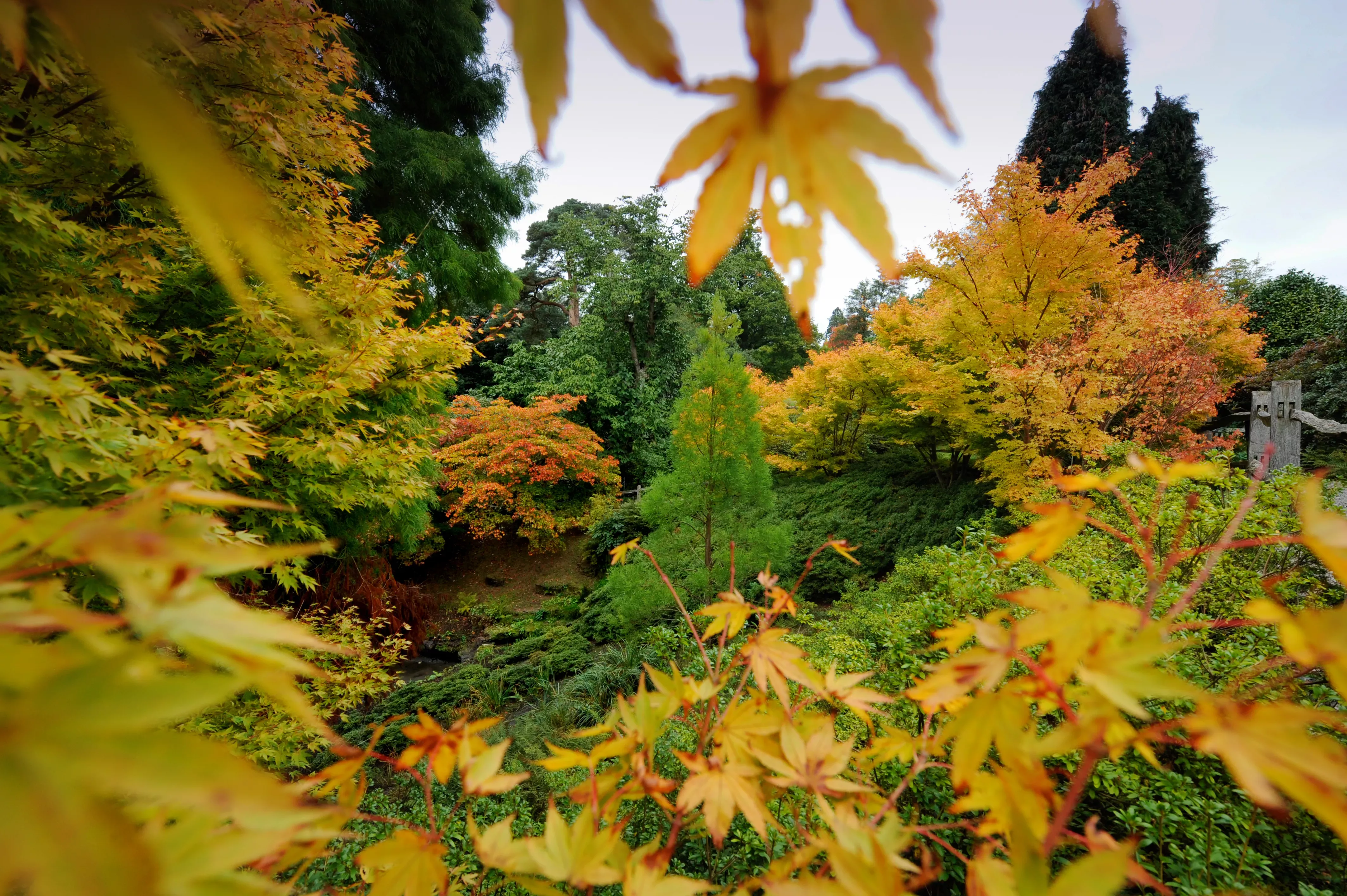 Autumn leaves at Wakehurst 