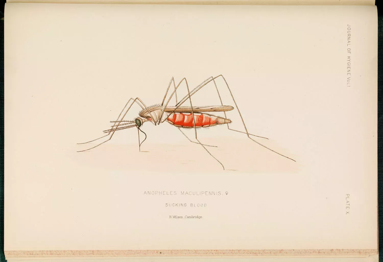 Drawing of a mosquito