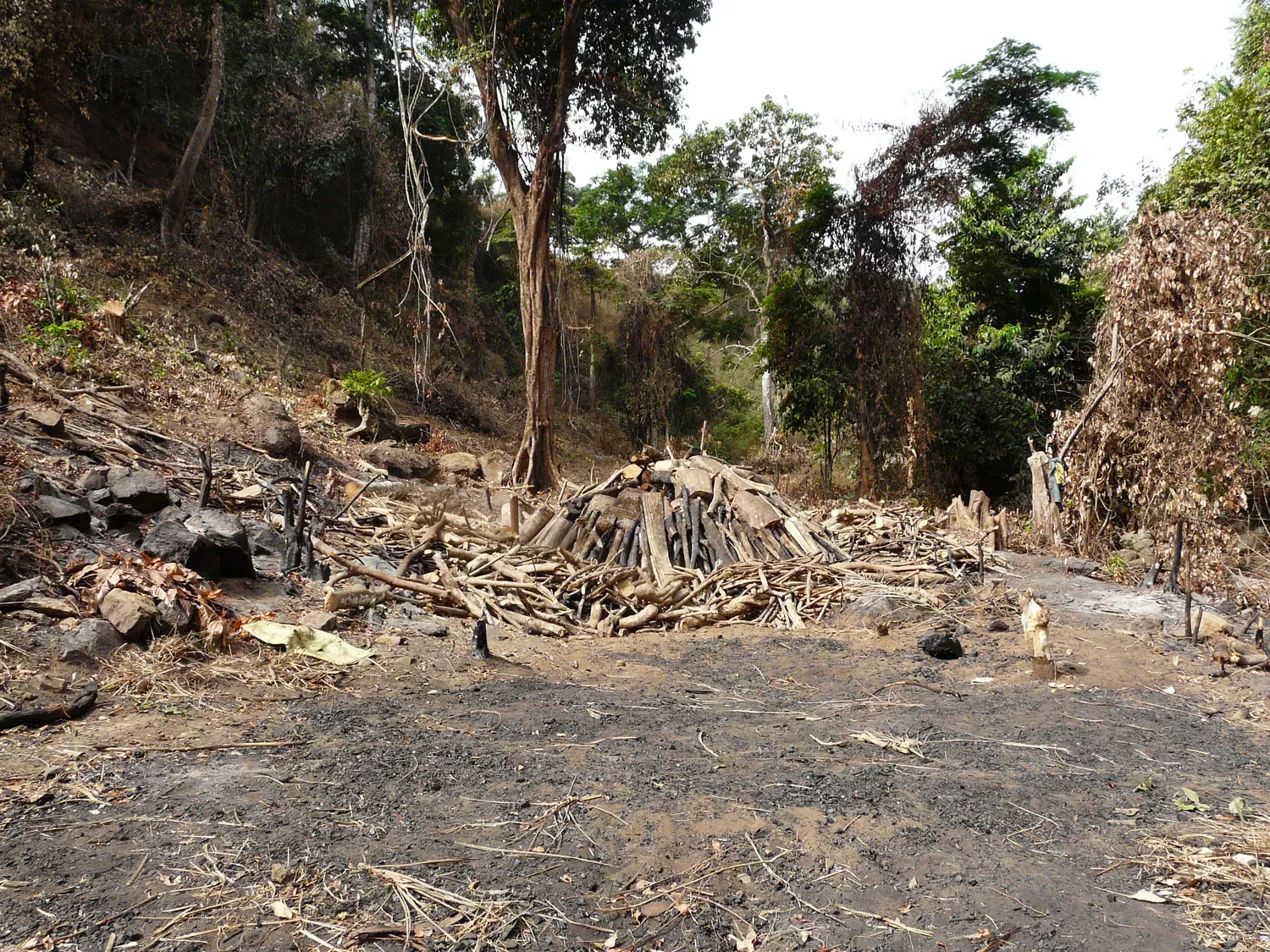 Area of forest cleared with piles of wood and charcoal