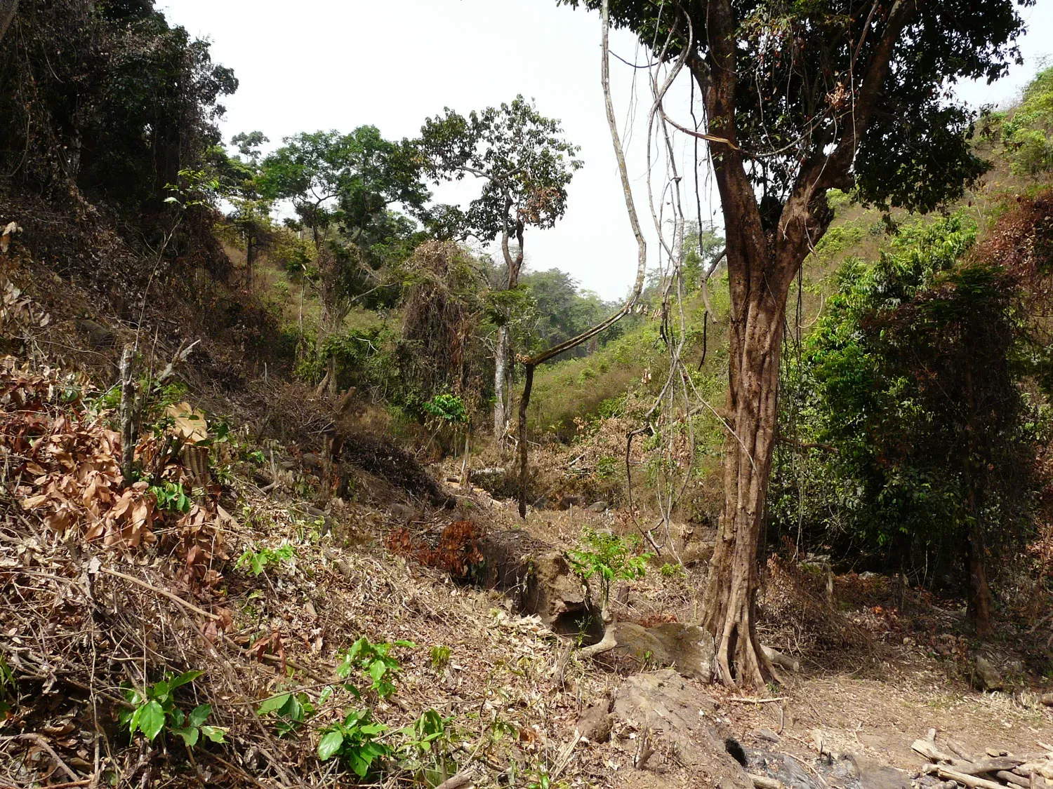 Area where forest has been cleared