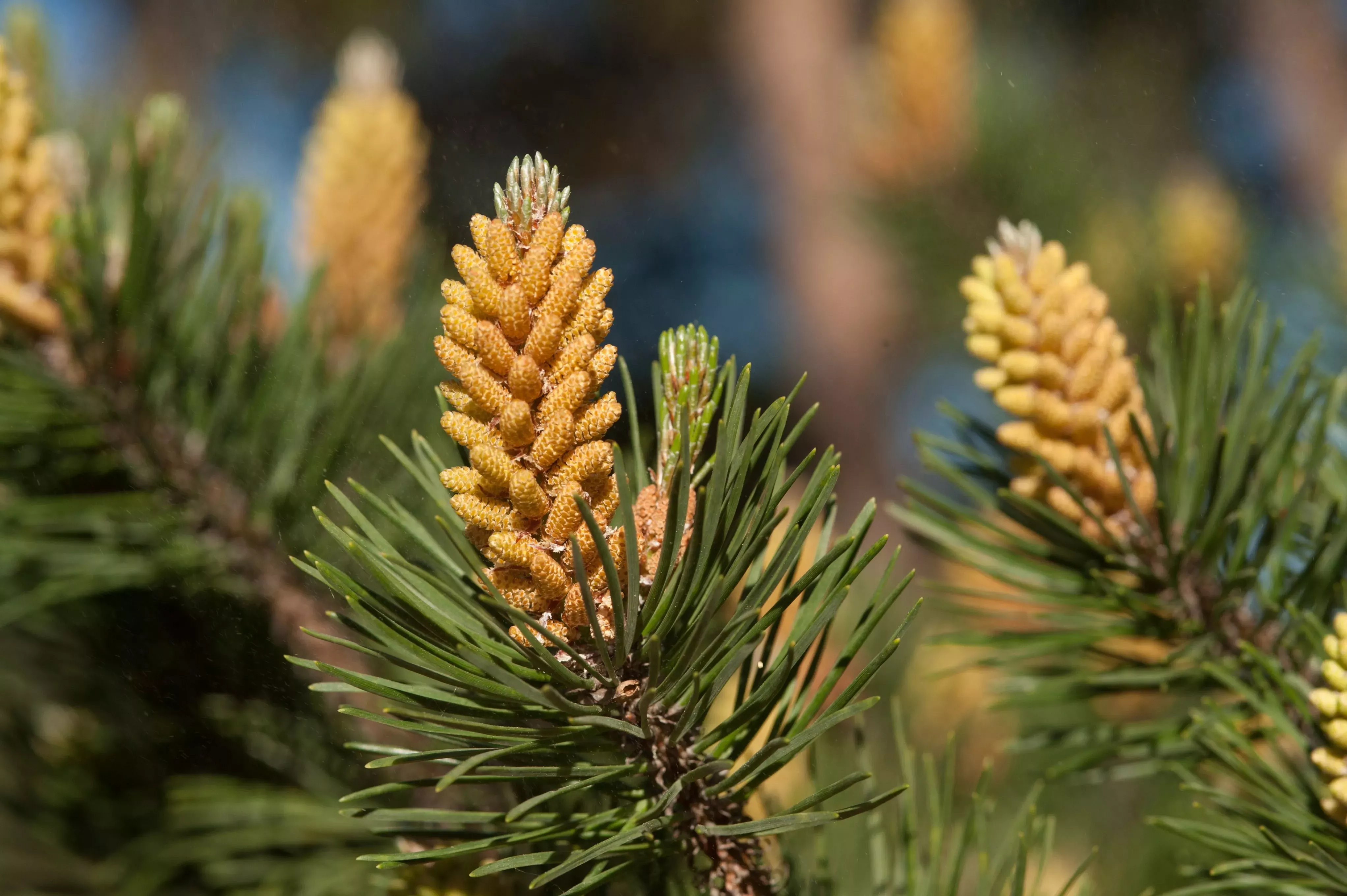 Close up of cones of lodgepole pine (Pinus contorta) 