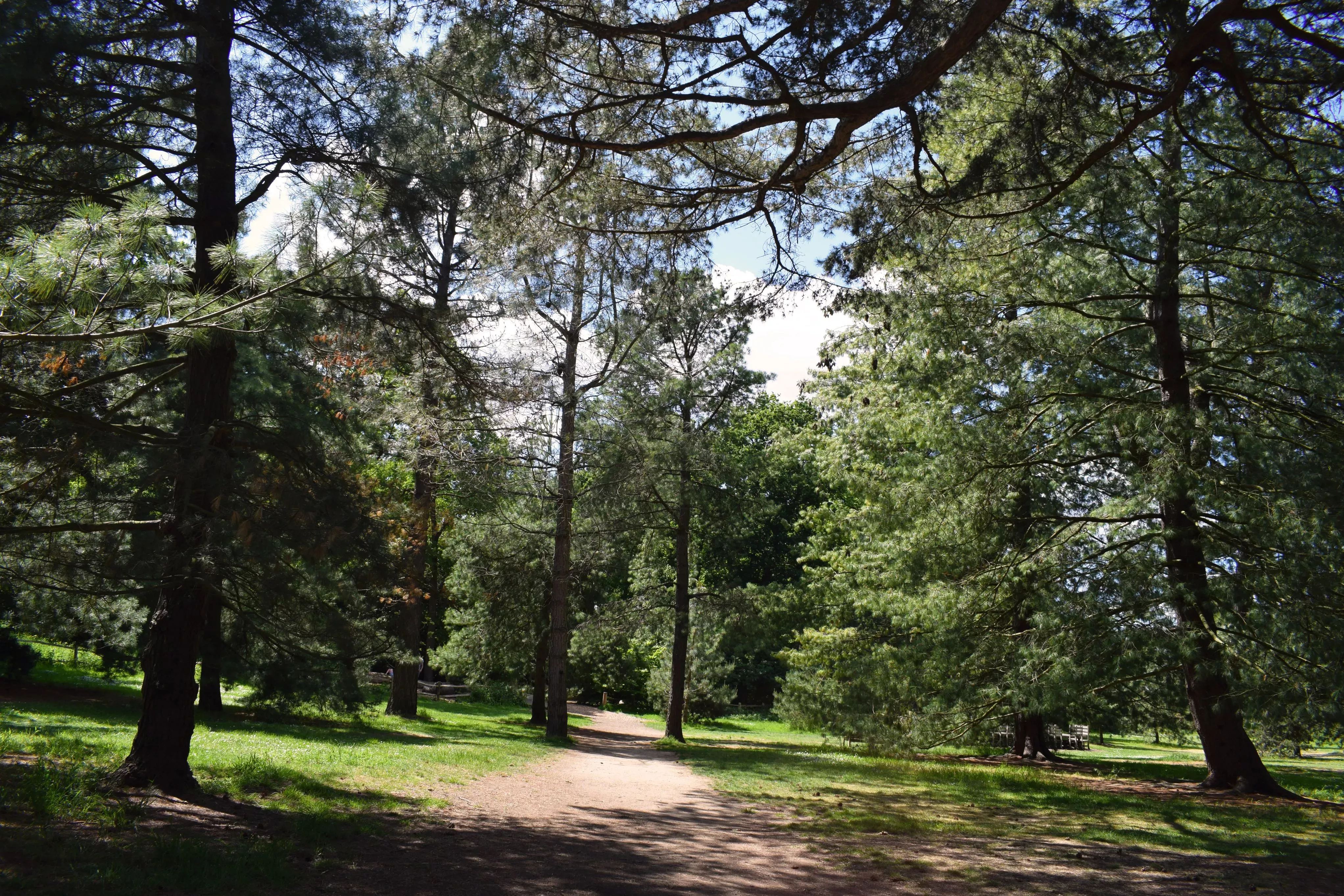 Several conifer trees within the Pinetum of Kew Gardens