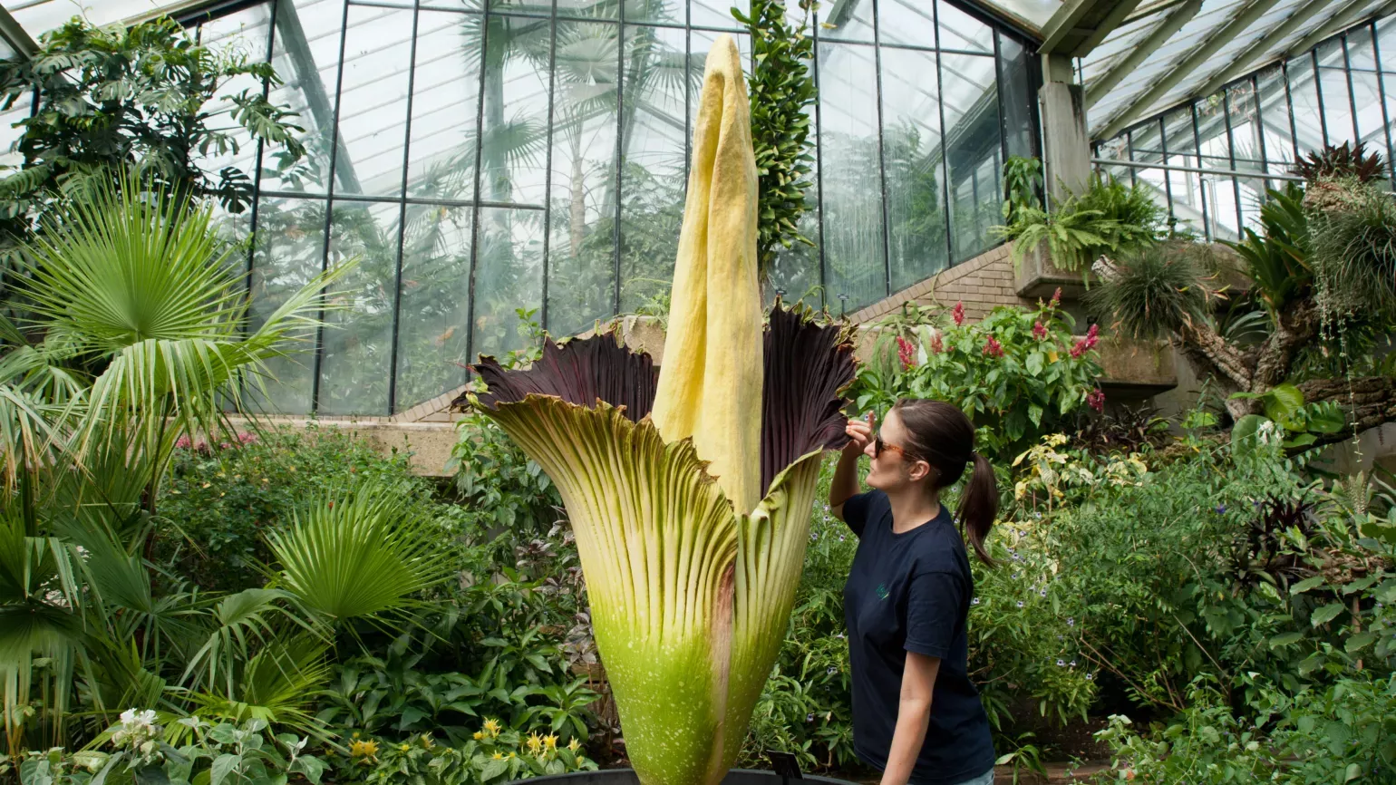 Staff member looking at Titan arum in the Princess of Wales Conservatory 