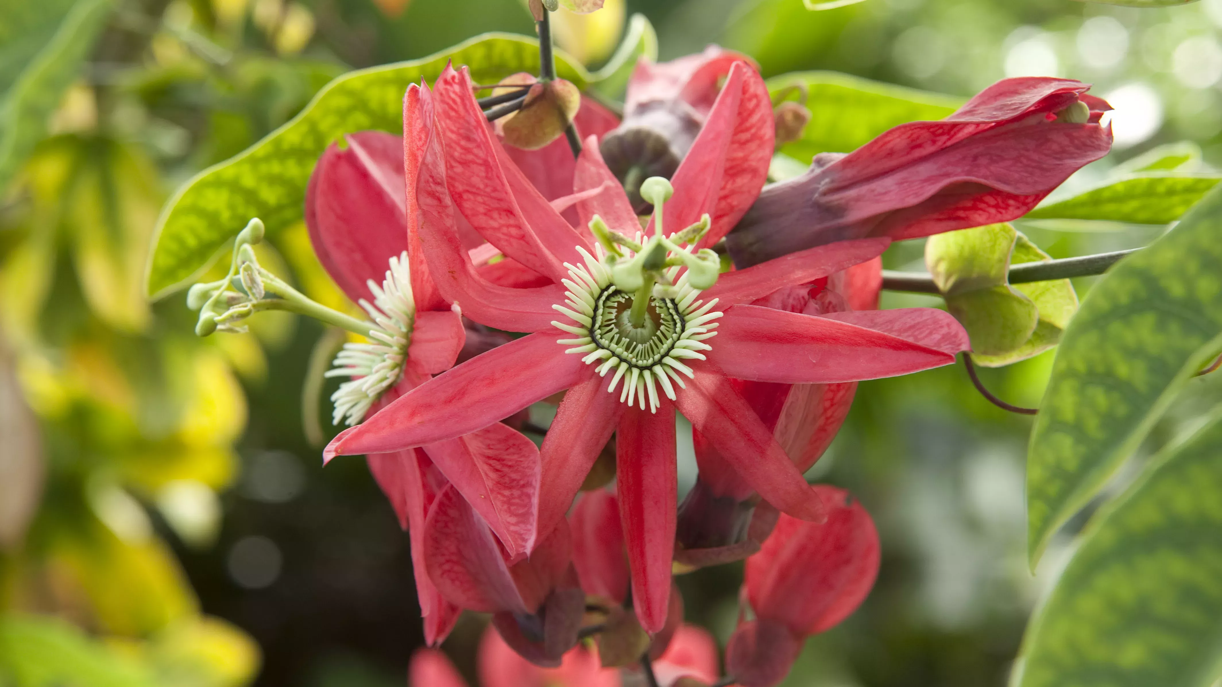 Red flower of Passiflora racemosa