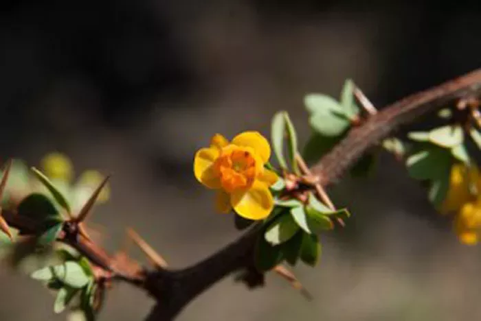 Close up of small yellow flower