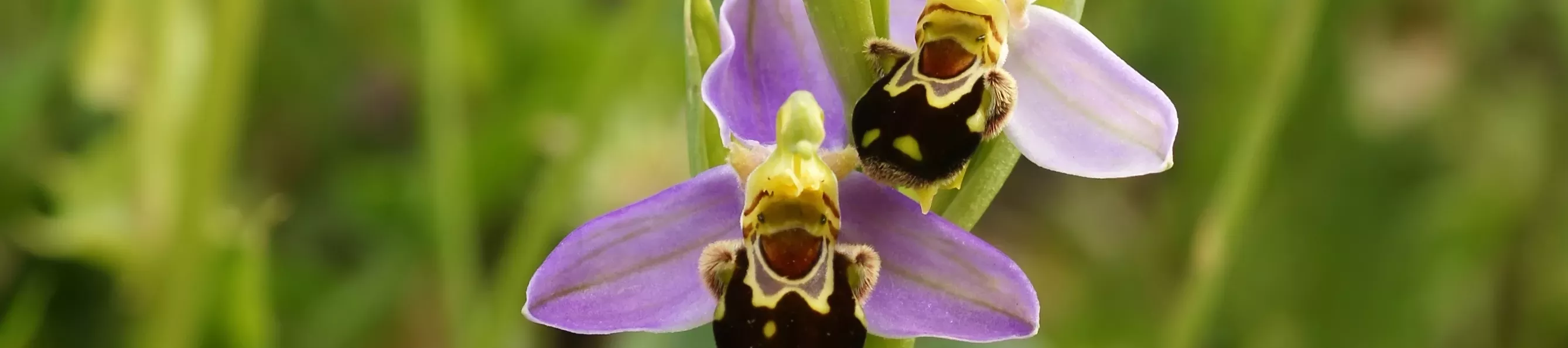 Bee orchid (Ophrys apifera) flower that looks like a bee