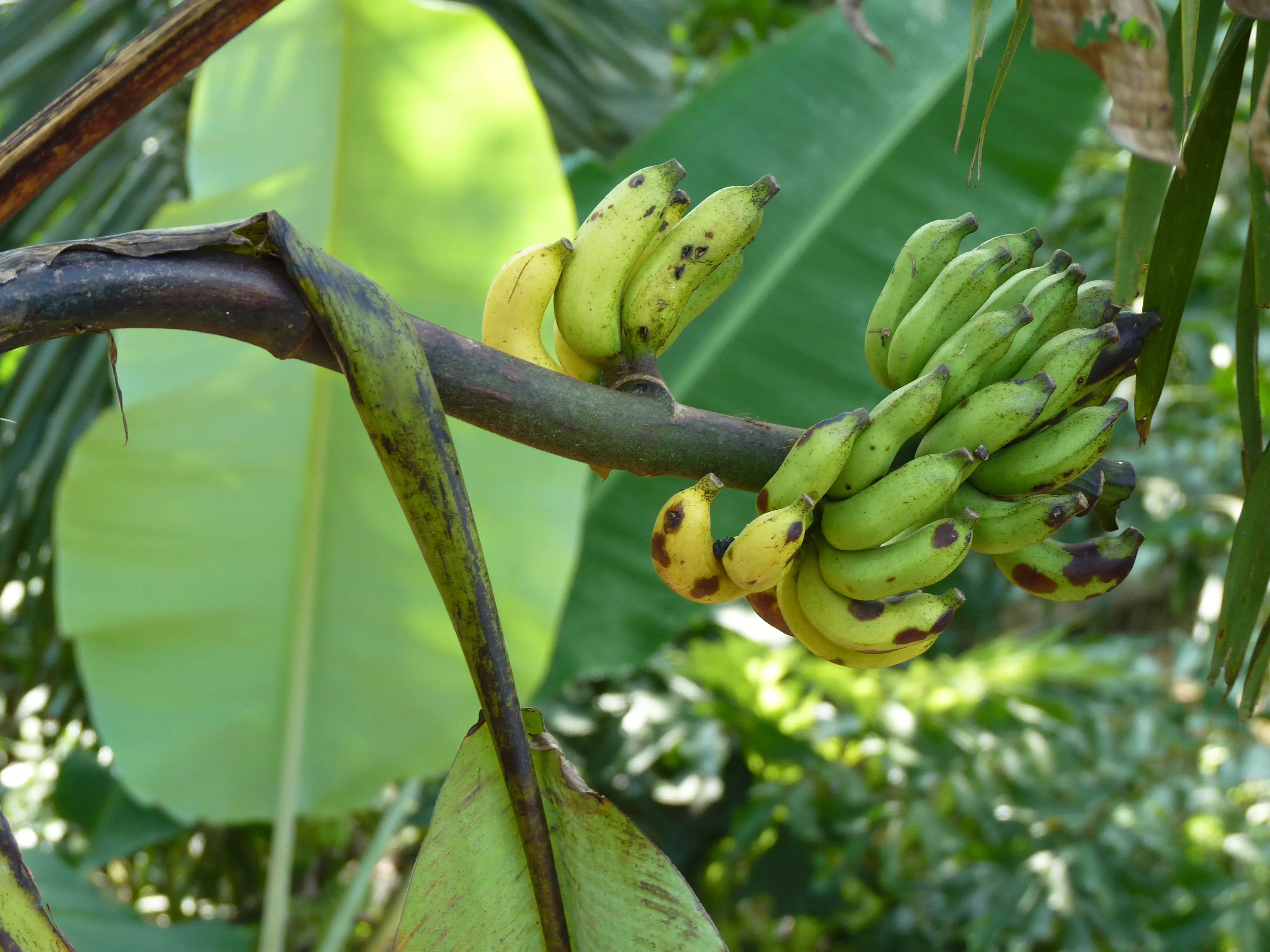 A lush green scene shows a banana plant in full fruit