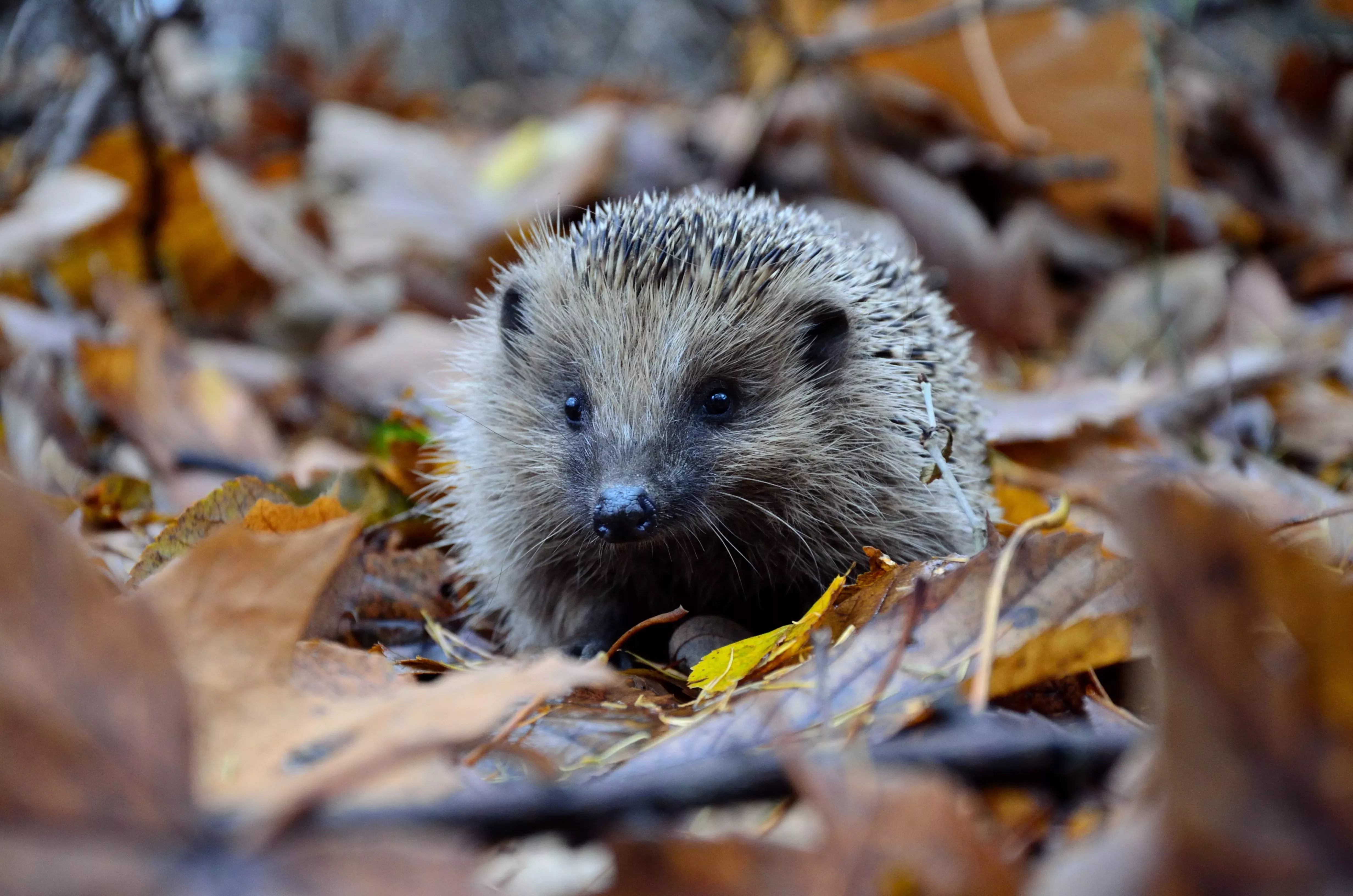 Hedgehog in a leaf pile