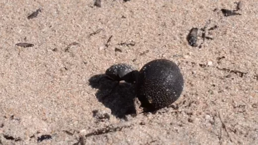 Moving gif of beetle rolling dung like seed