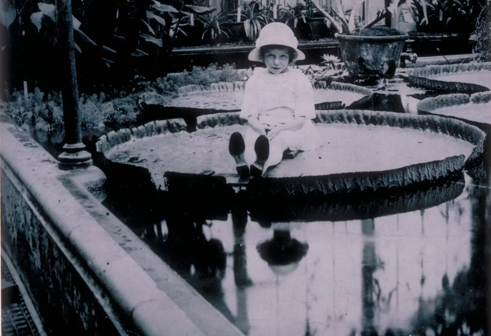 Miss Cotton, daughter of Kew's Herbarium Keeper Arthur Cotton, sitting on a Victoria amazonica waterlily in 1923