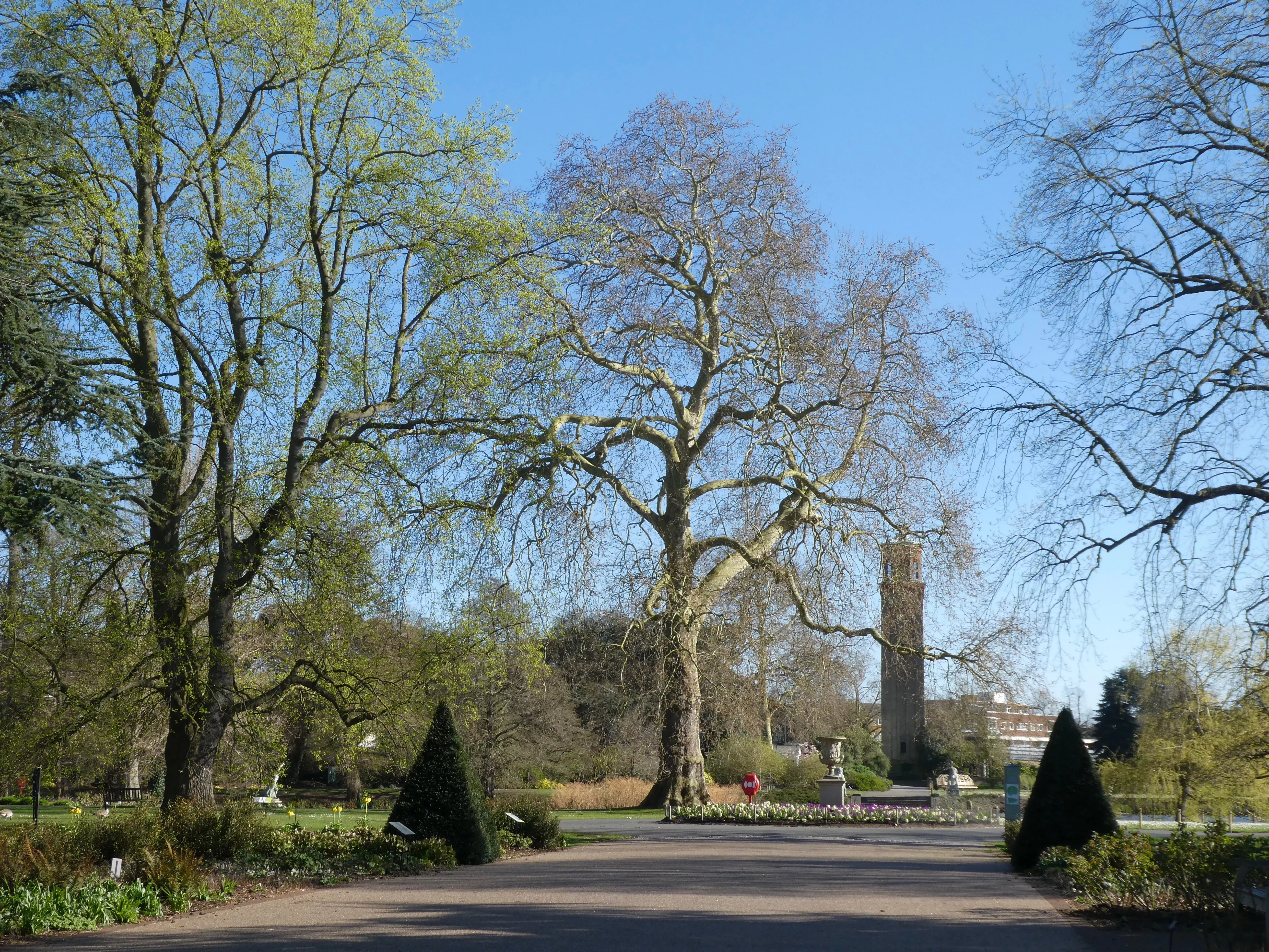 London Plane tree at the end of the Broad Walk at Kew Gardens