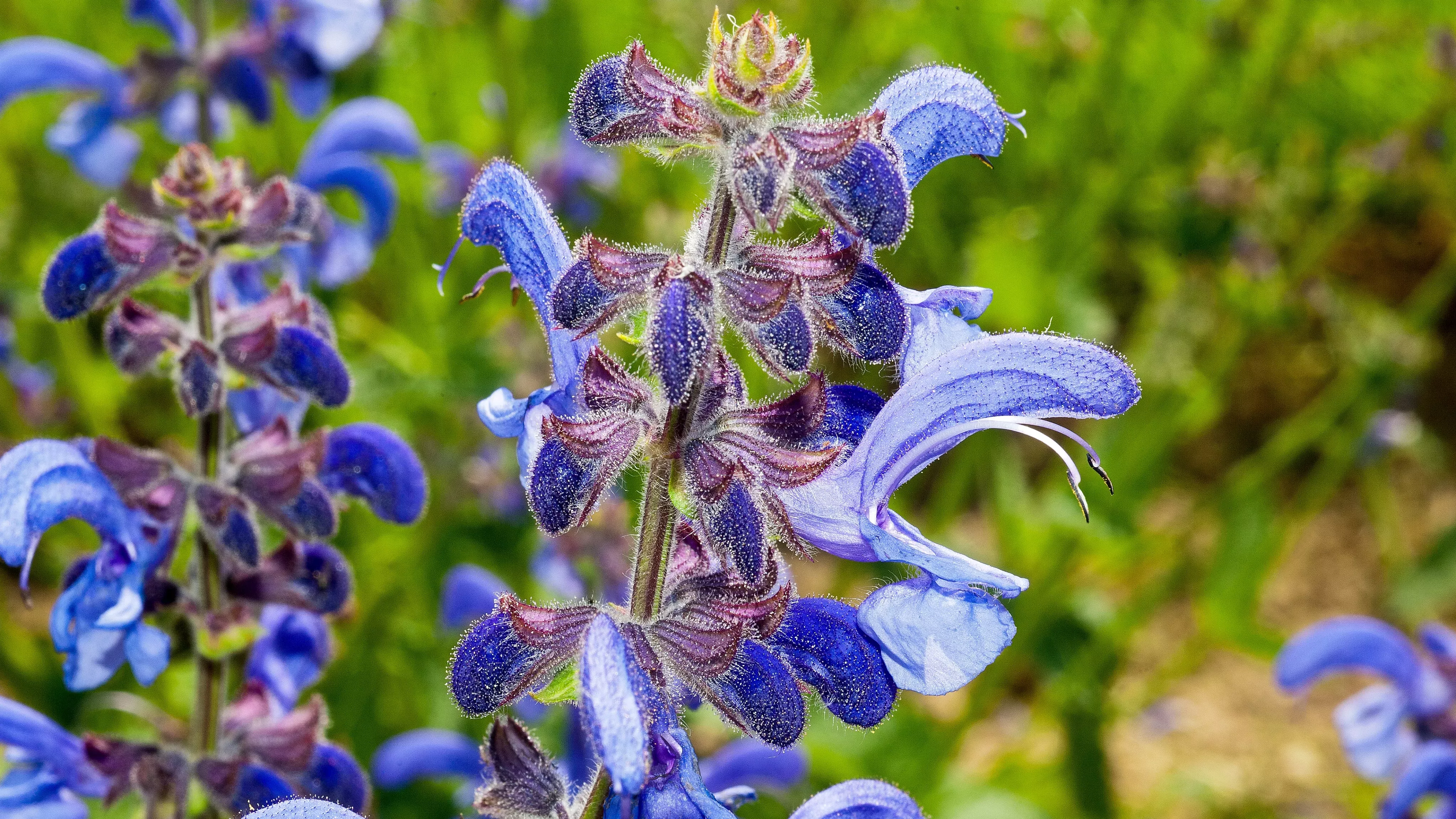 Blue, two-lipped flowers
