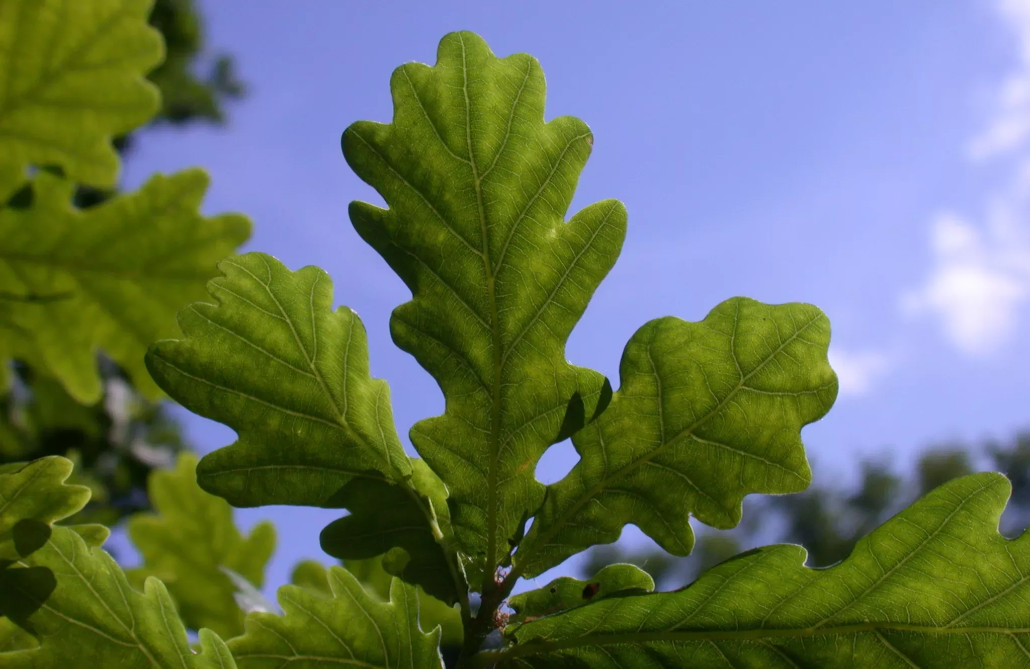 Leaves of English oak (Quercus robur)