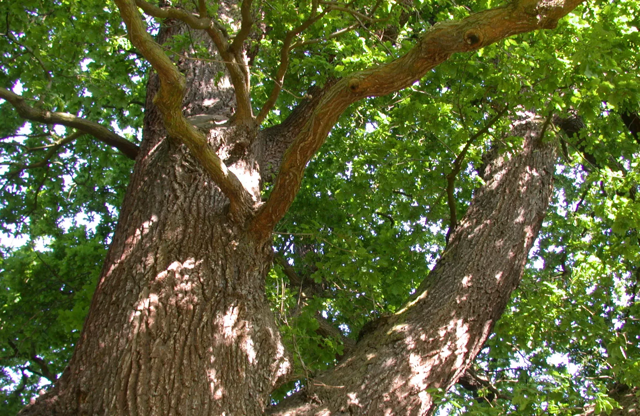 Looking up the trunk of an English oak (Quercus robur)