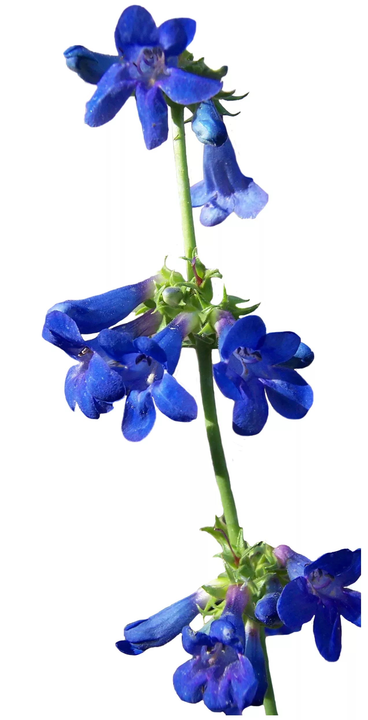 Bright blue flowers of grand mesa beardtongue