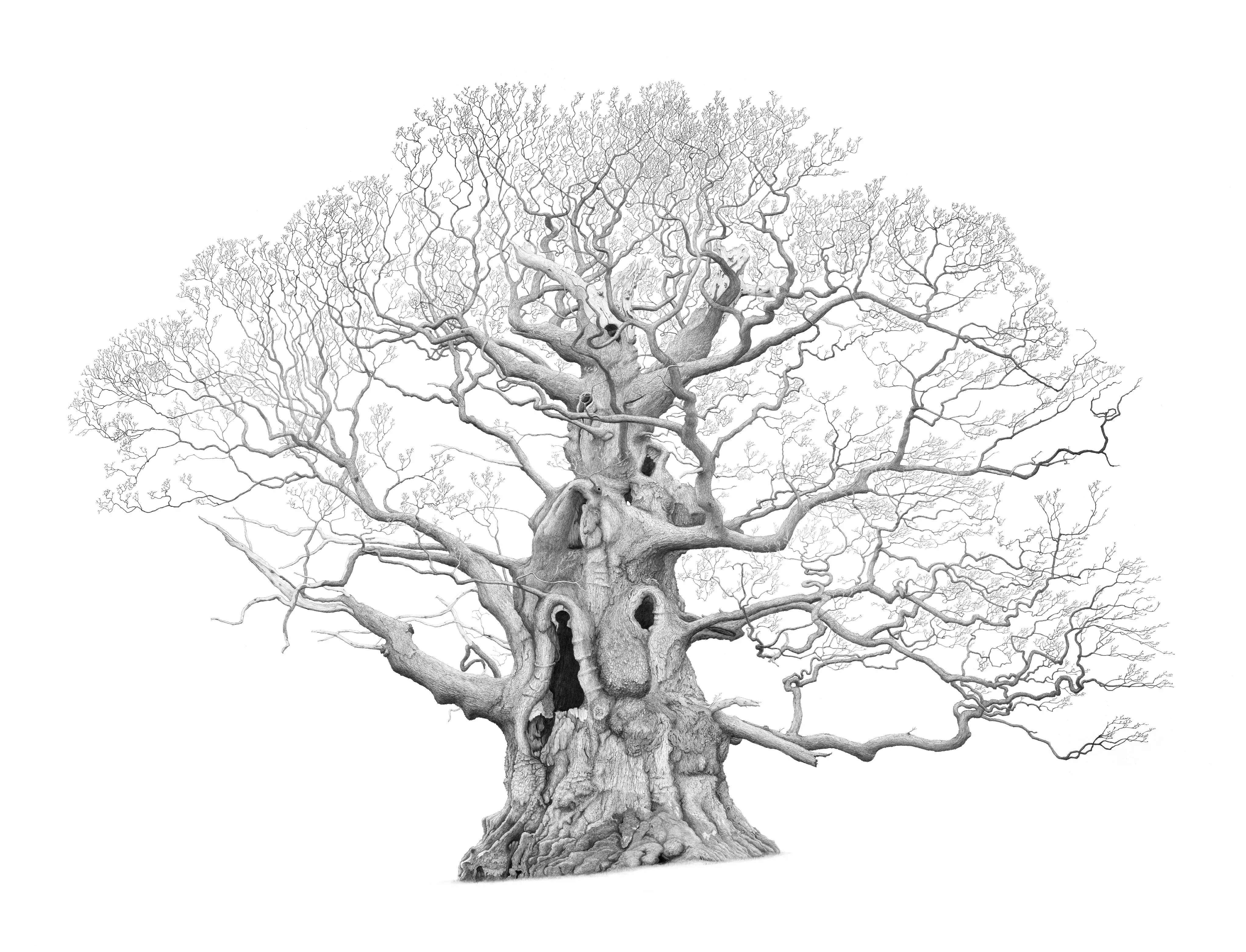 Drawing of Fredville Oak (Majesty Oak) in Kent by artist Mark Frith
