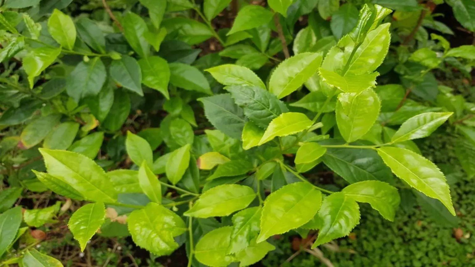 Tea plant green leaves