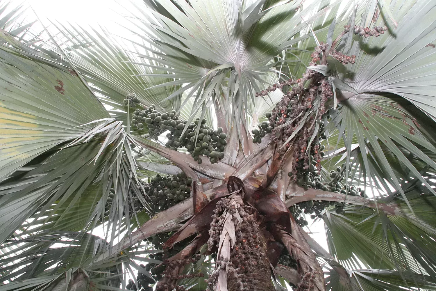 Looking up at a large palm with small fruits