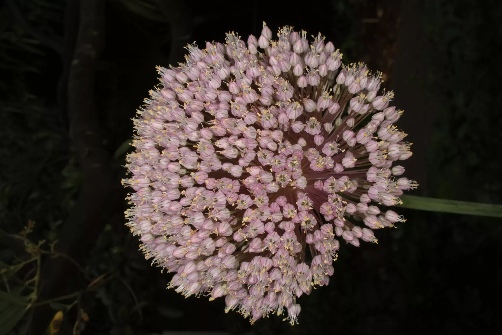  Allium Ampeloprasum