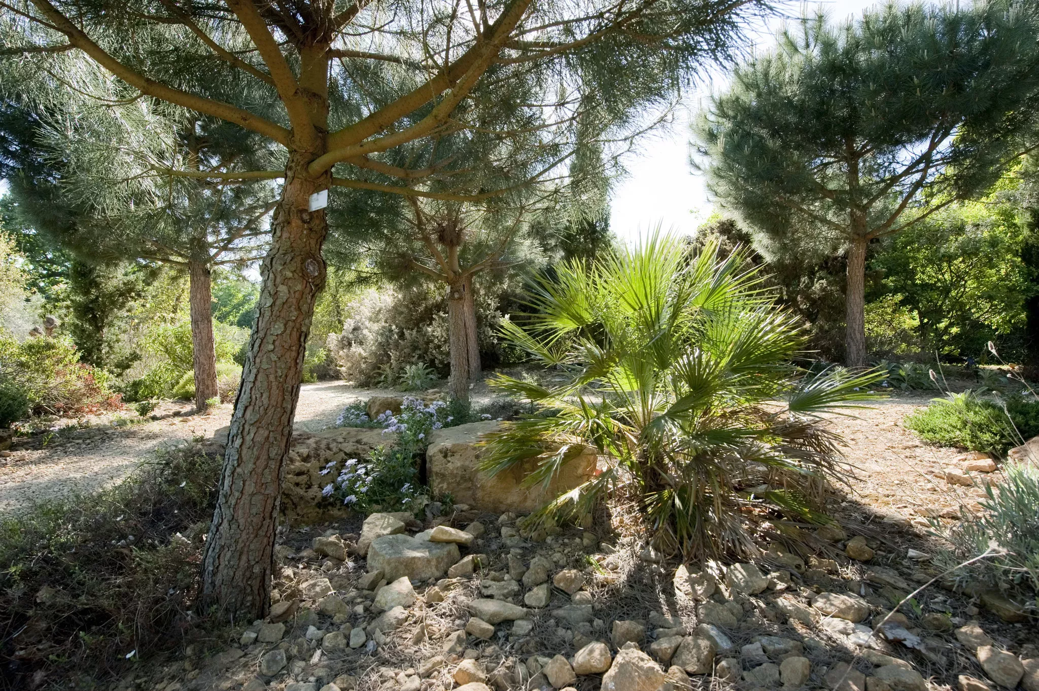 Stone pine, Mediterranean garden