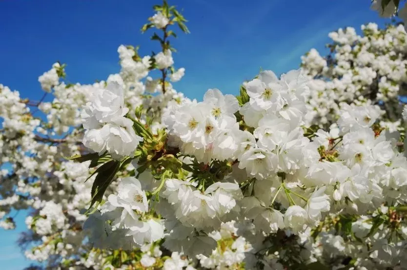 White blossom of Japanese cherry